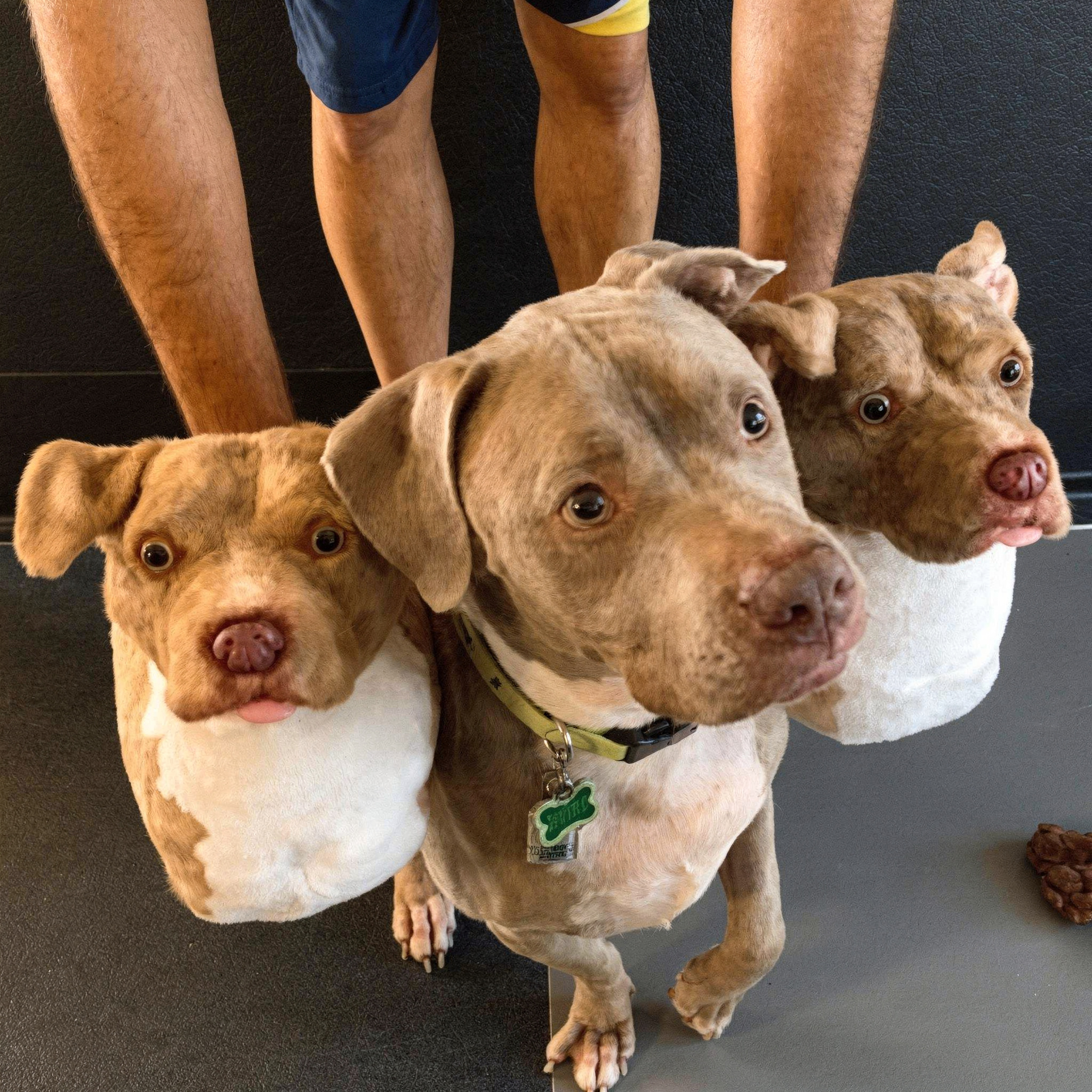Brown dog, white chest, sits on couch by 2 plush slippers identical to its face, with upright ears & matching color.