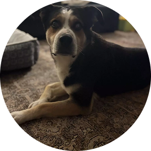 DJ, a blind but unstoppable Shepherd mix rescued after years confined to an outdoor pen.