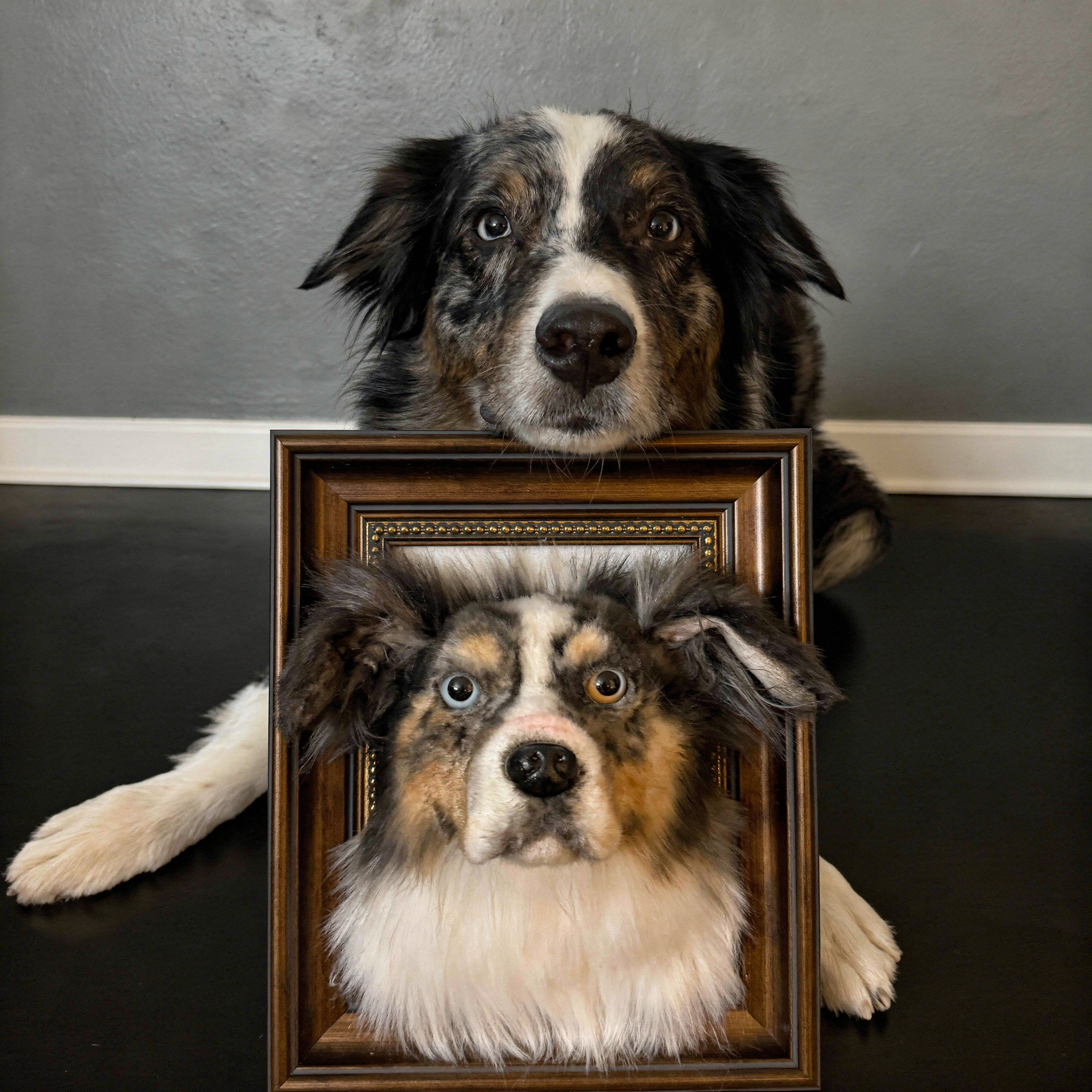 Plush Australian Shepherd bust in white frame. 100% Money-Back Guarantee.