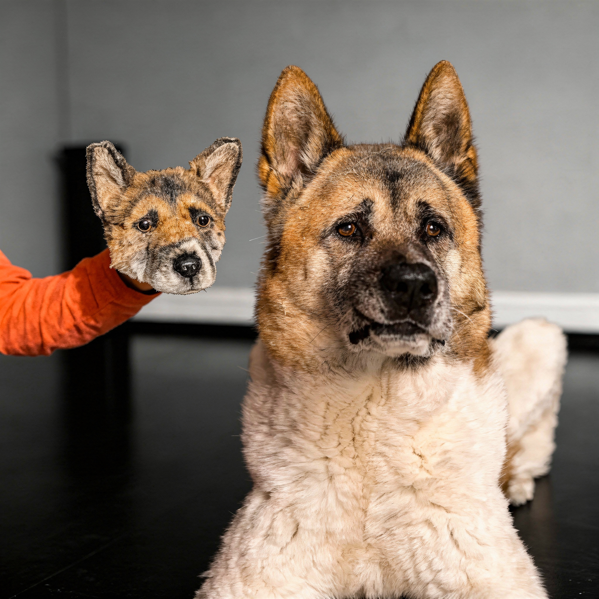 One German Shepherd dog, a hand holds a plush magnet. 