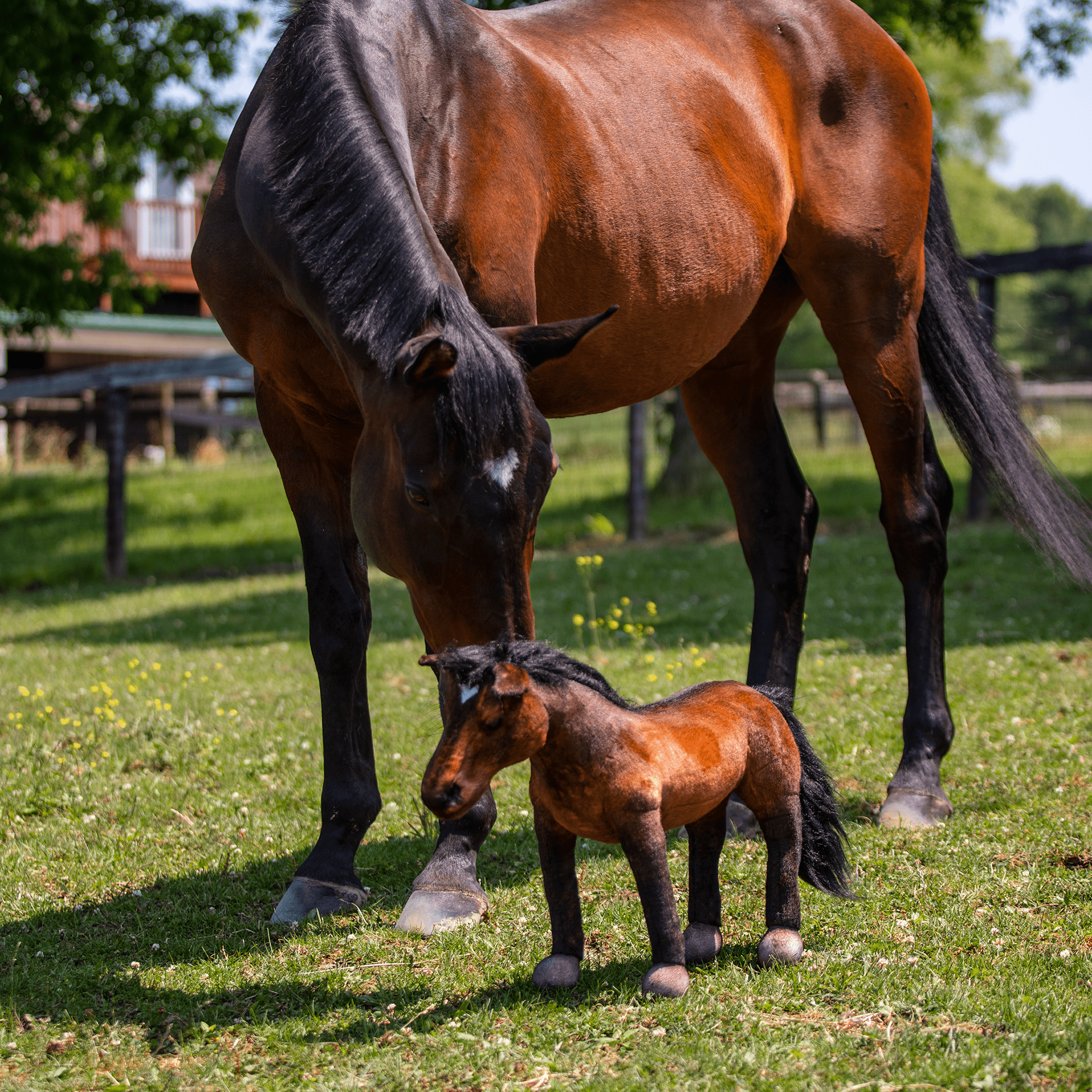 A real bay horse with a dark mane and tail, and a white star on its forehead, stands over an extremely realistic, small, dark brown and black plush foal toy in a grassy paddock.
