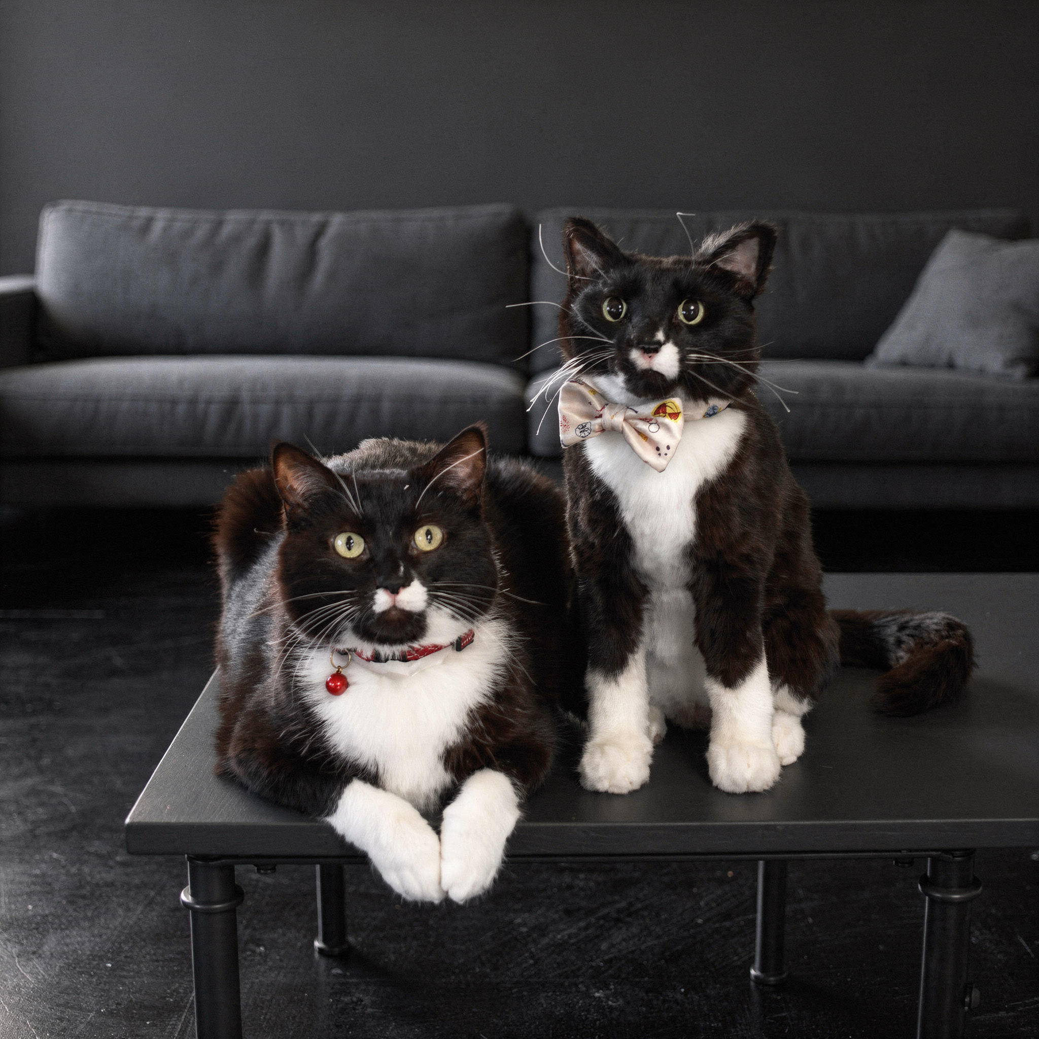  Cat sitting on a wooden bench next to a plush toy replica of itself.