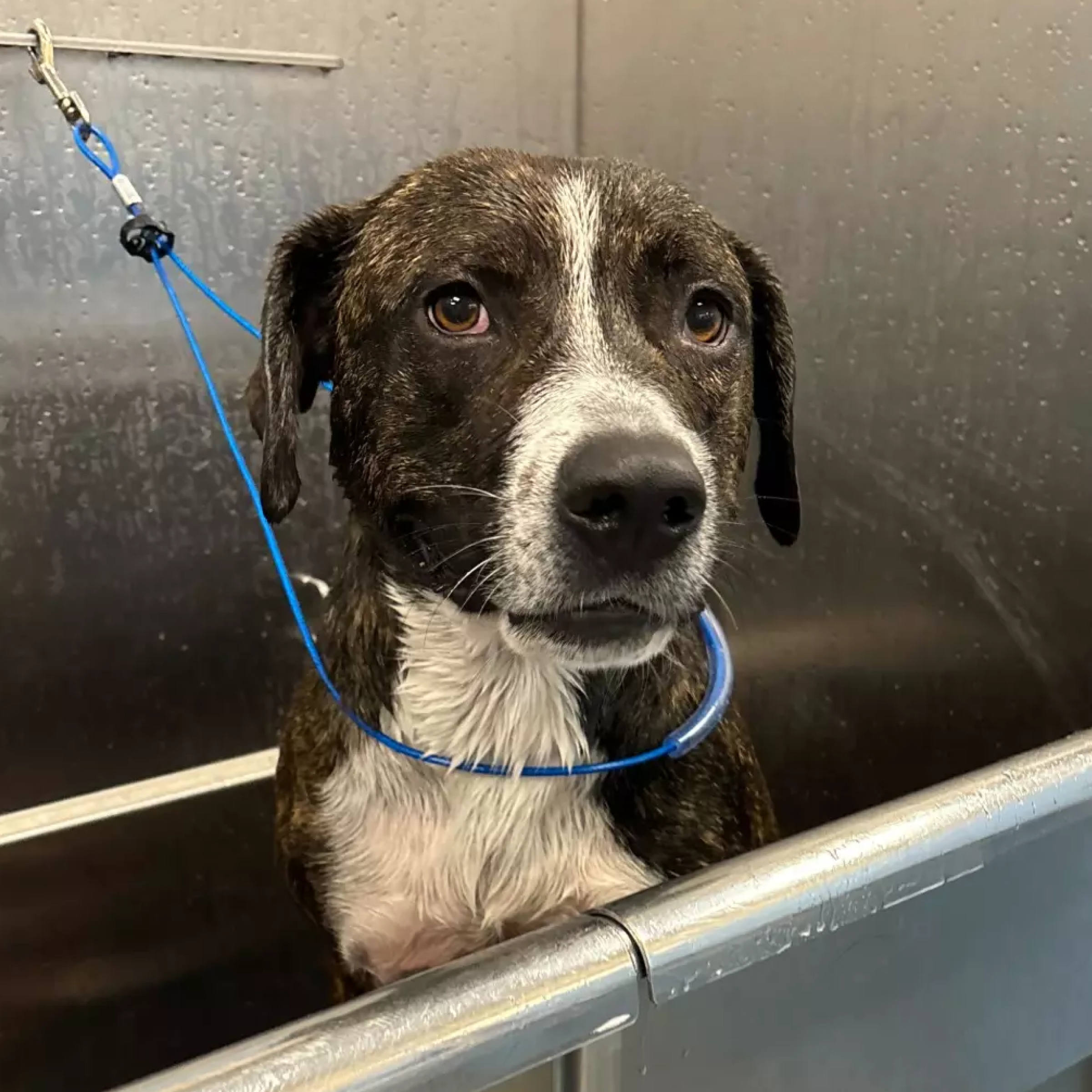A wet mixed-breed dog with brindle and white markings stands in a stainless steel grooming tub.
