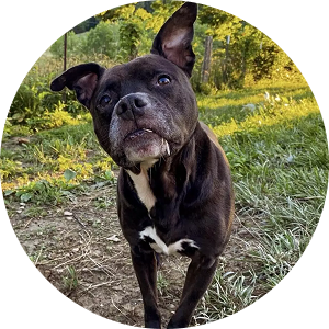 Black and white dog with one ear up, standing on grass.