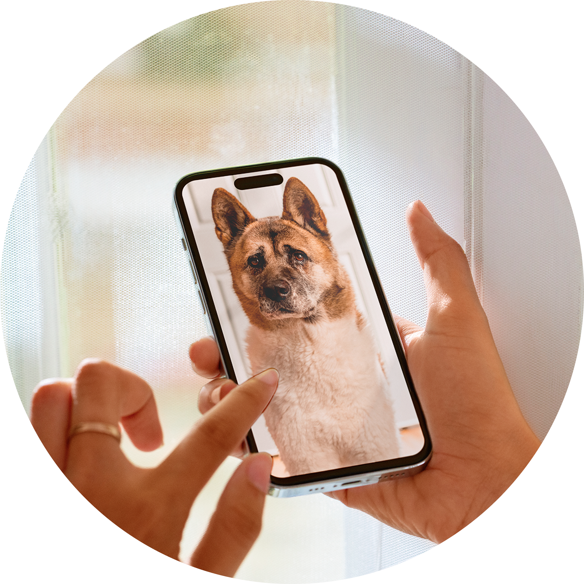 Person holding a phone displaying a picture of a dog.