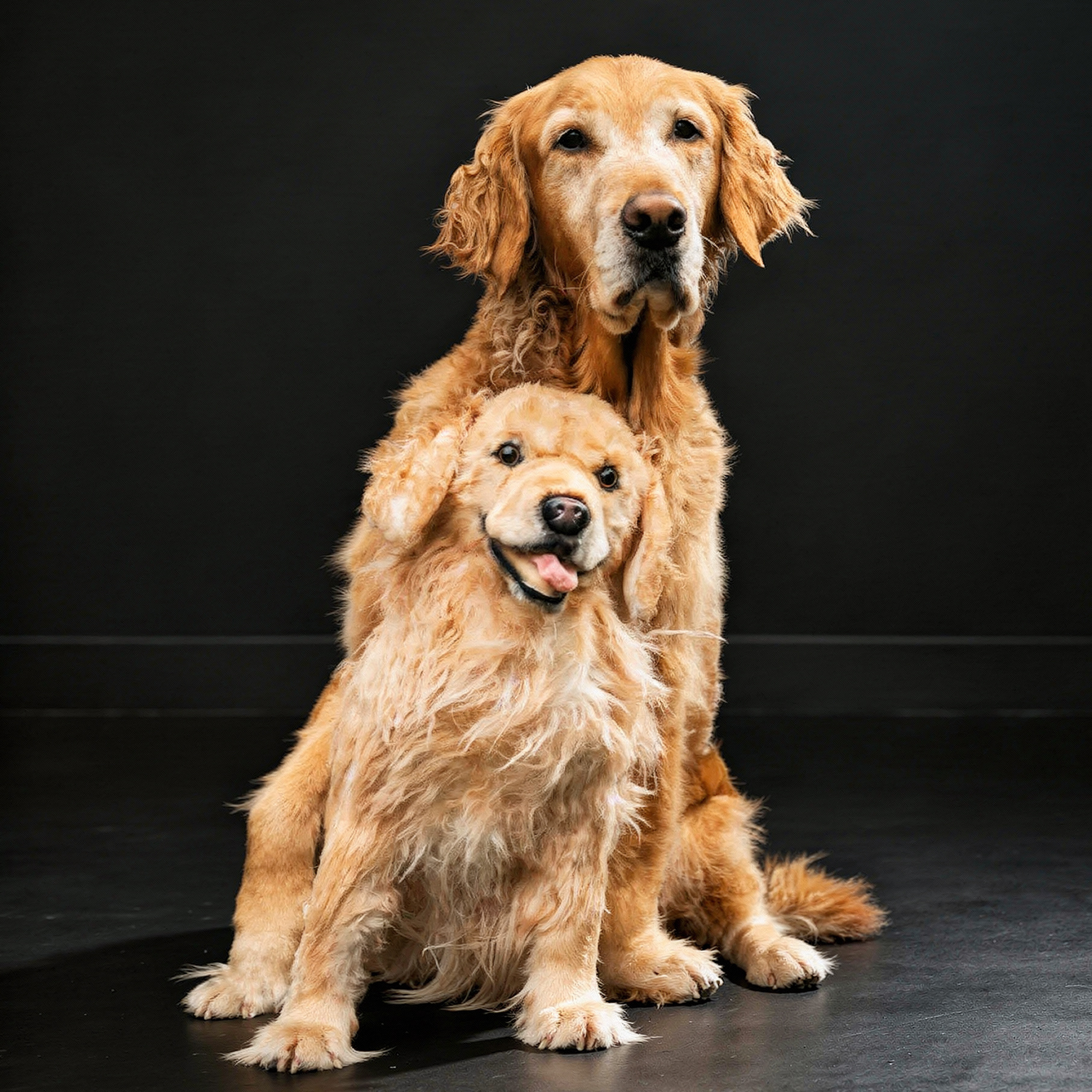 Golden Retriever standing behind its plush replica in the grass, both looking at the camera.