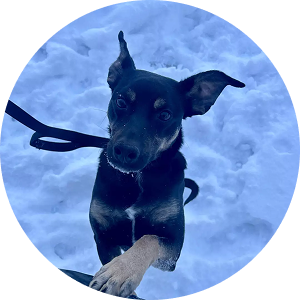 Bear, rescued from a high-kill shelter after being chained outside in freezing conditions.