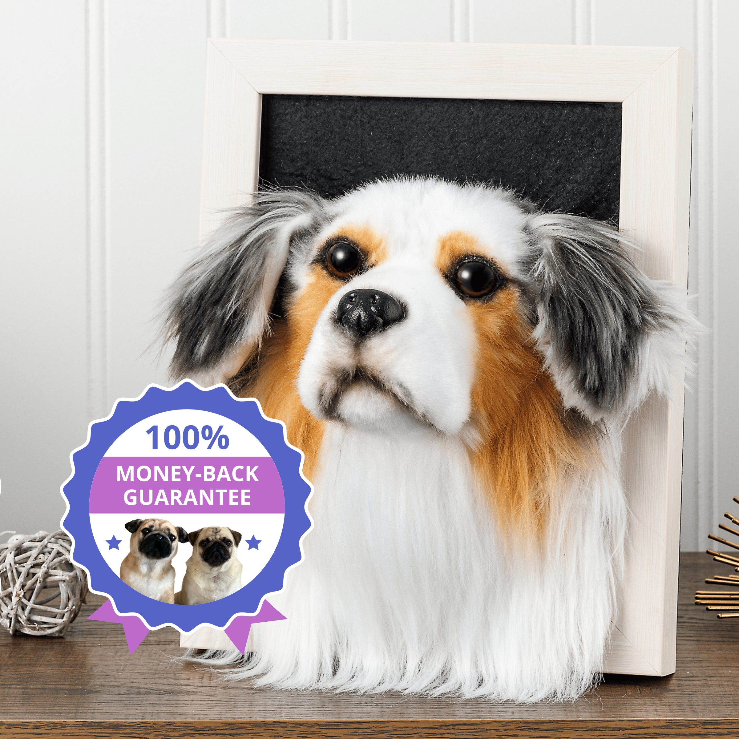 A realistic, plush, taxidermy-style bust of an Australian Shepherd dog is displayed in a distressed white wooden frame. here is a large, circular purple and beige seal that reads '100% MONEY-BACK GUARANTEE'.