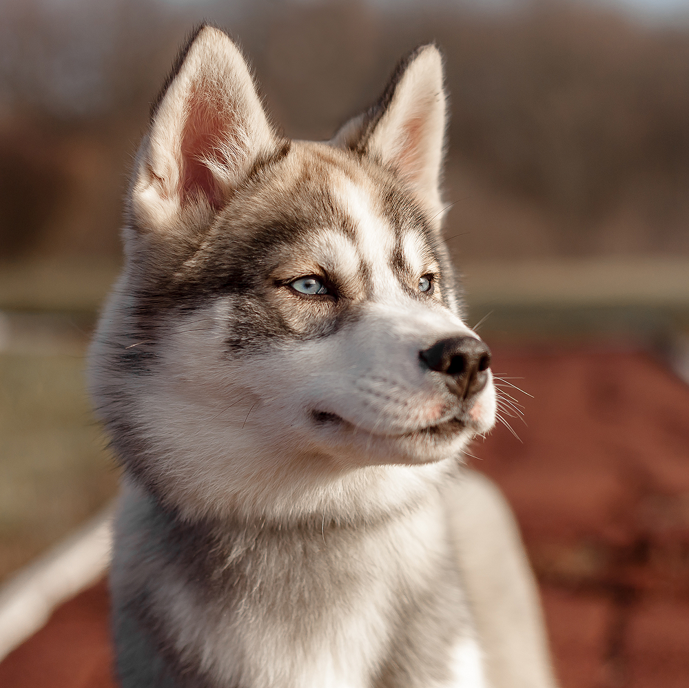 Close-up of a Siberian Husky with blue eyes, outdoors.