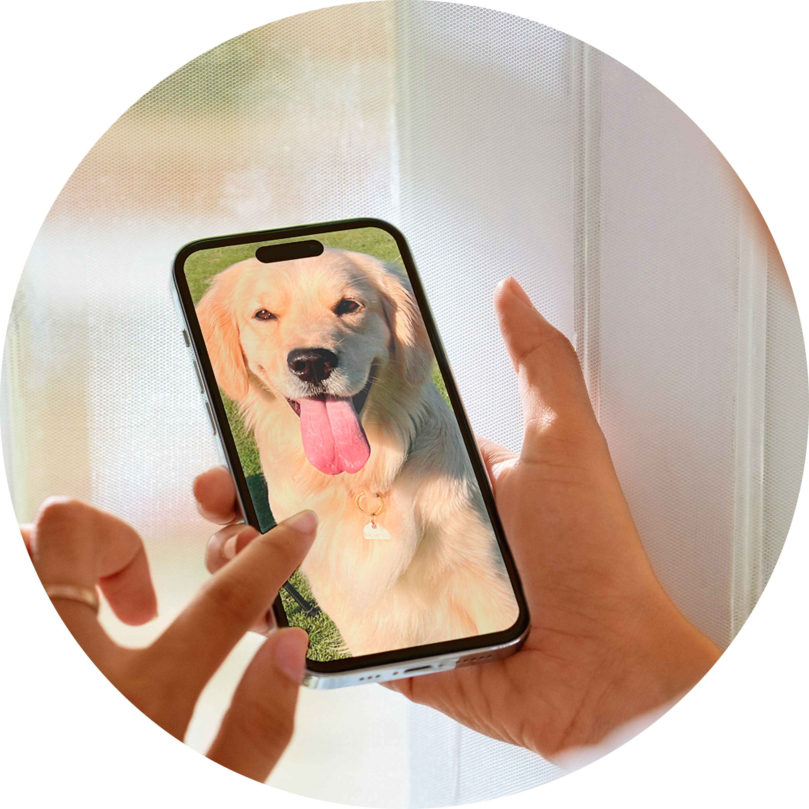 Person holding a smartphone displaying a happy dog photo.
