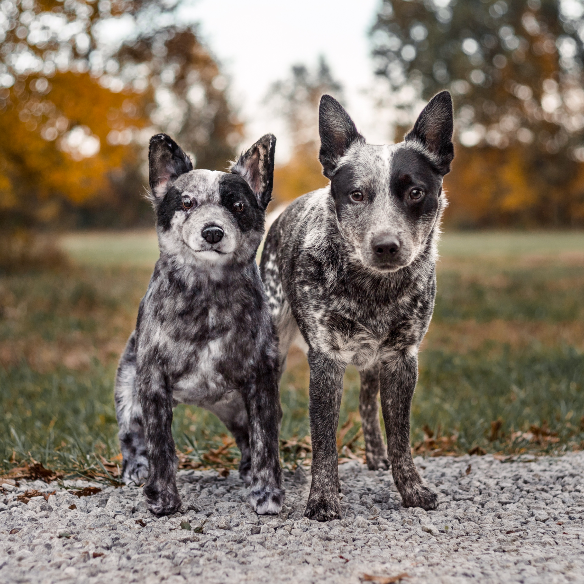 A Blue Heeler (Australian Cattle Dog) with a speckled gray and black coat stands next to a highly realistic plush replica of itself. 