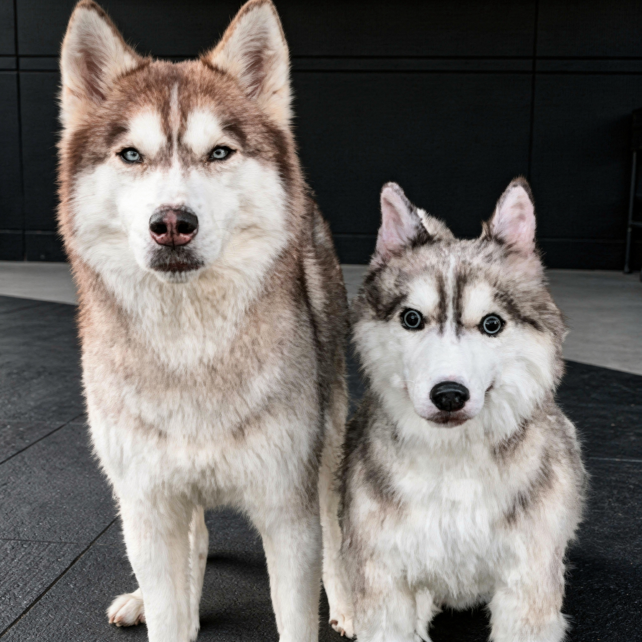 A red Siberian Husky stands next to its smaller, custom plush twin