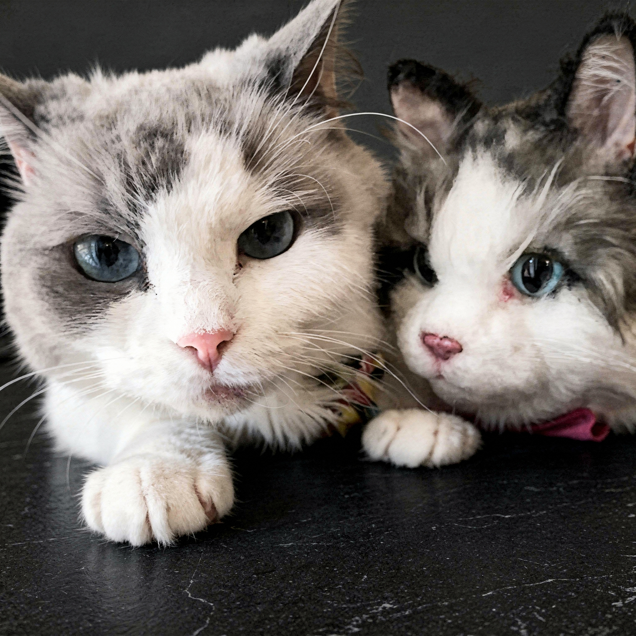 A close-up of a gray and white cat with striking blue eyes next to a plush toy replica of itself.