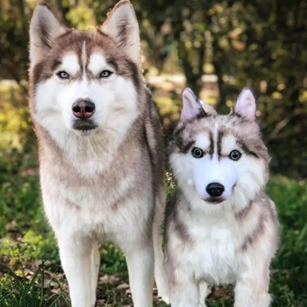 A real husky dog standing next to a husky plush toy outdoors.