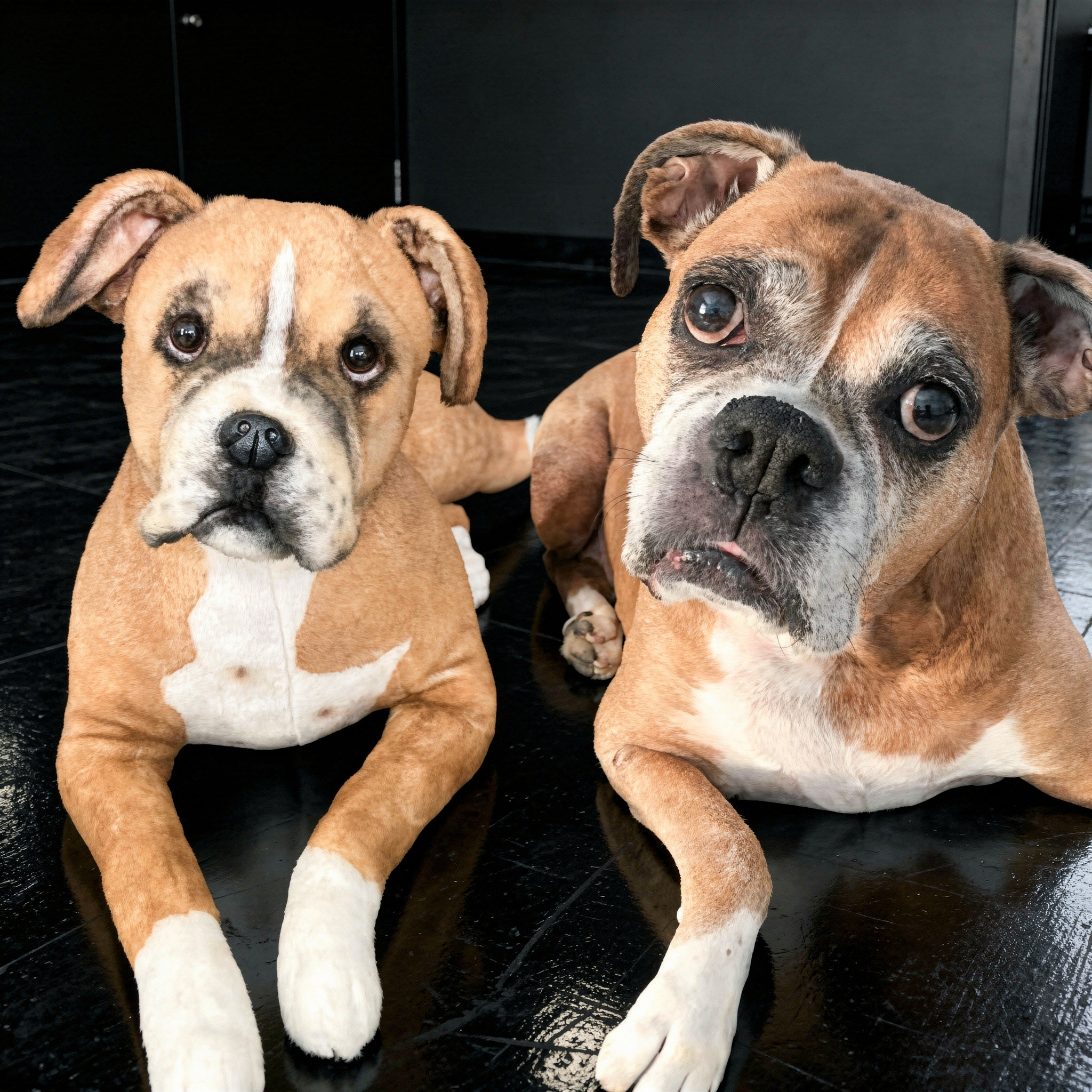 Side-by-side comparison of a real Boxer dog lying down and a lifelike plush version posed the same way.