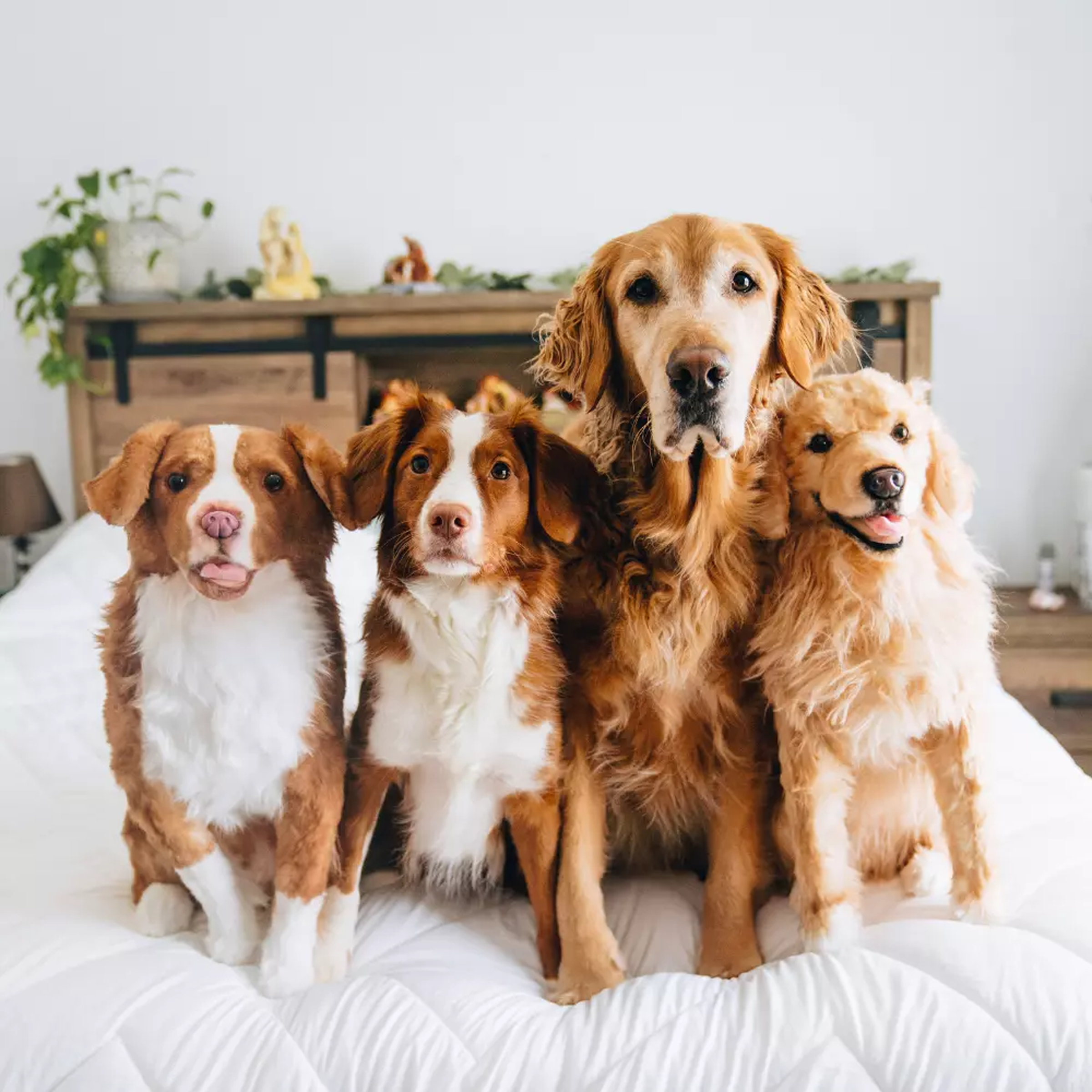 Two real dogs posing indoors with two realistic plush clones, all sitting close together facing the camera.