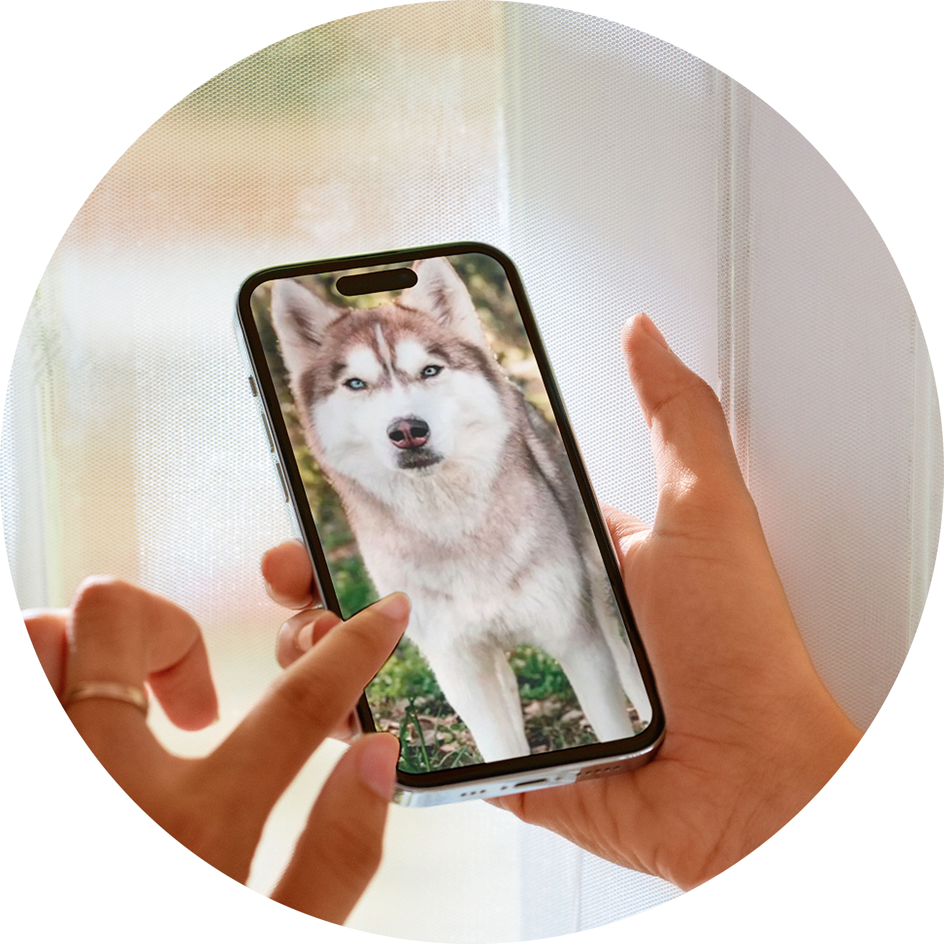 Person holding smartphone displaying a husky image.