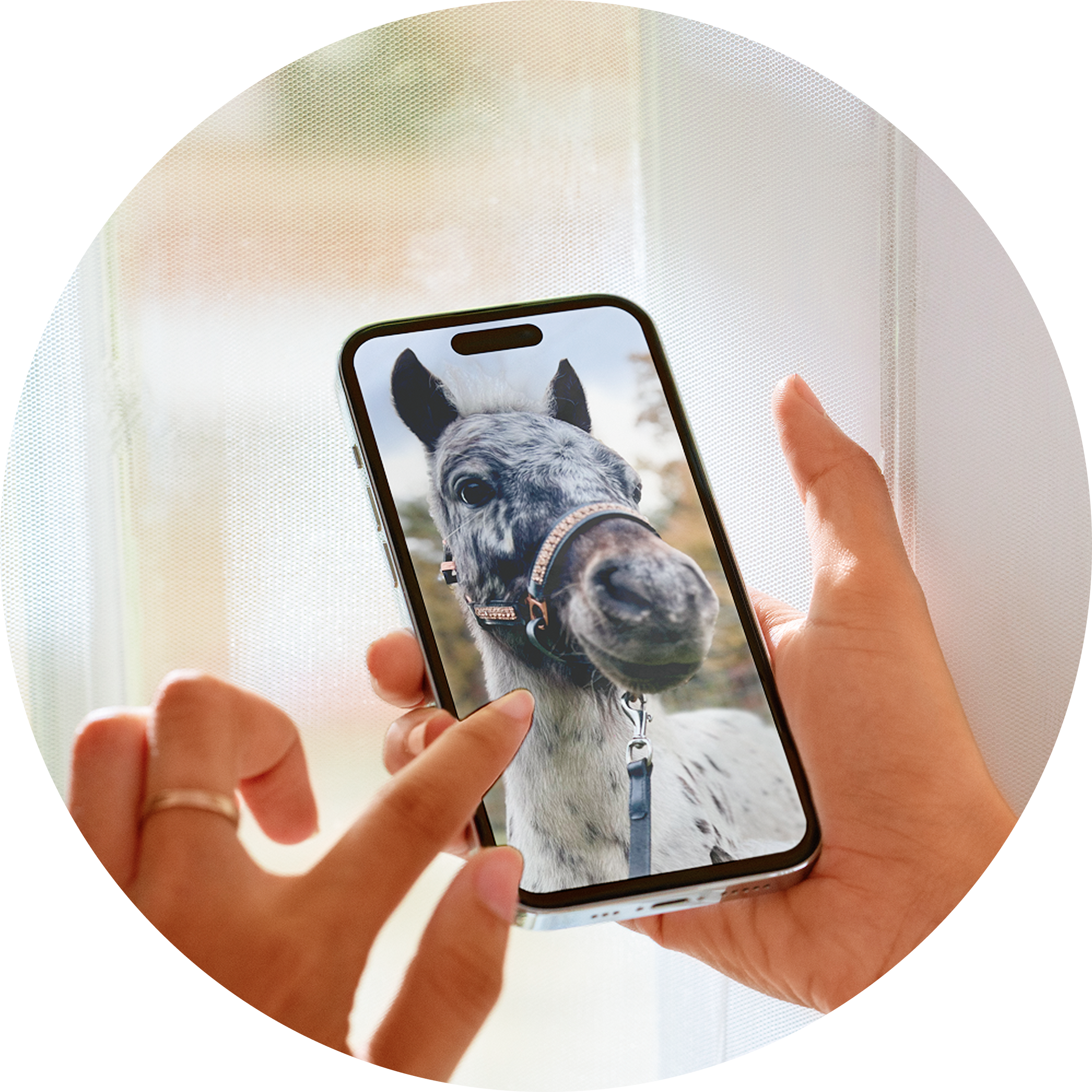 Person holding a phone displaying a horse.