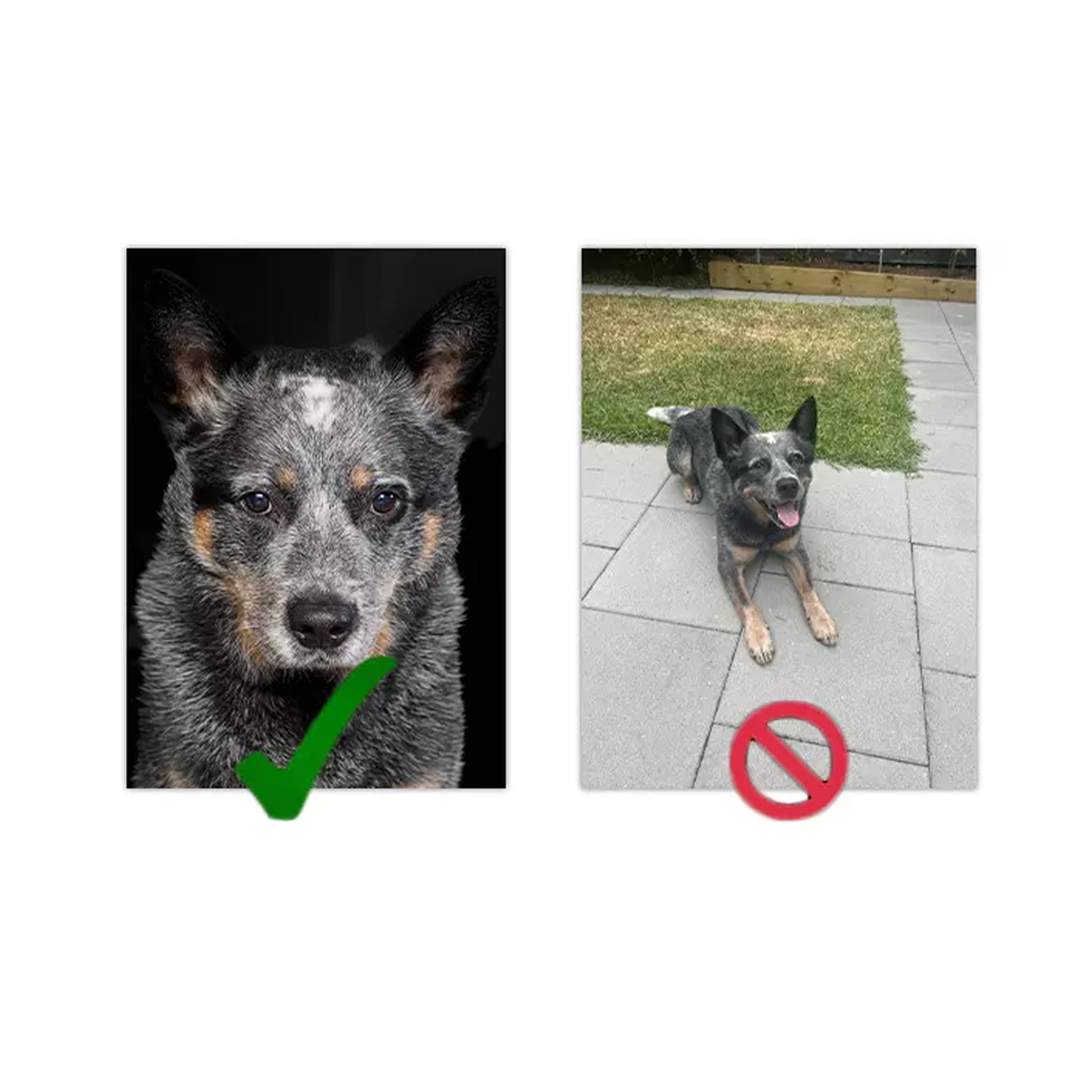 Example of close up  pictur and how properly taken it 