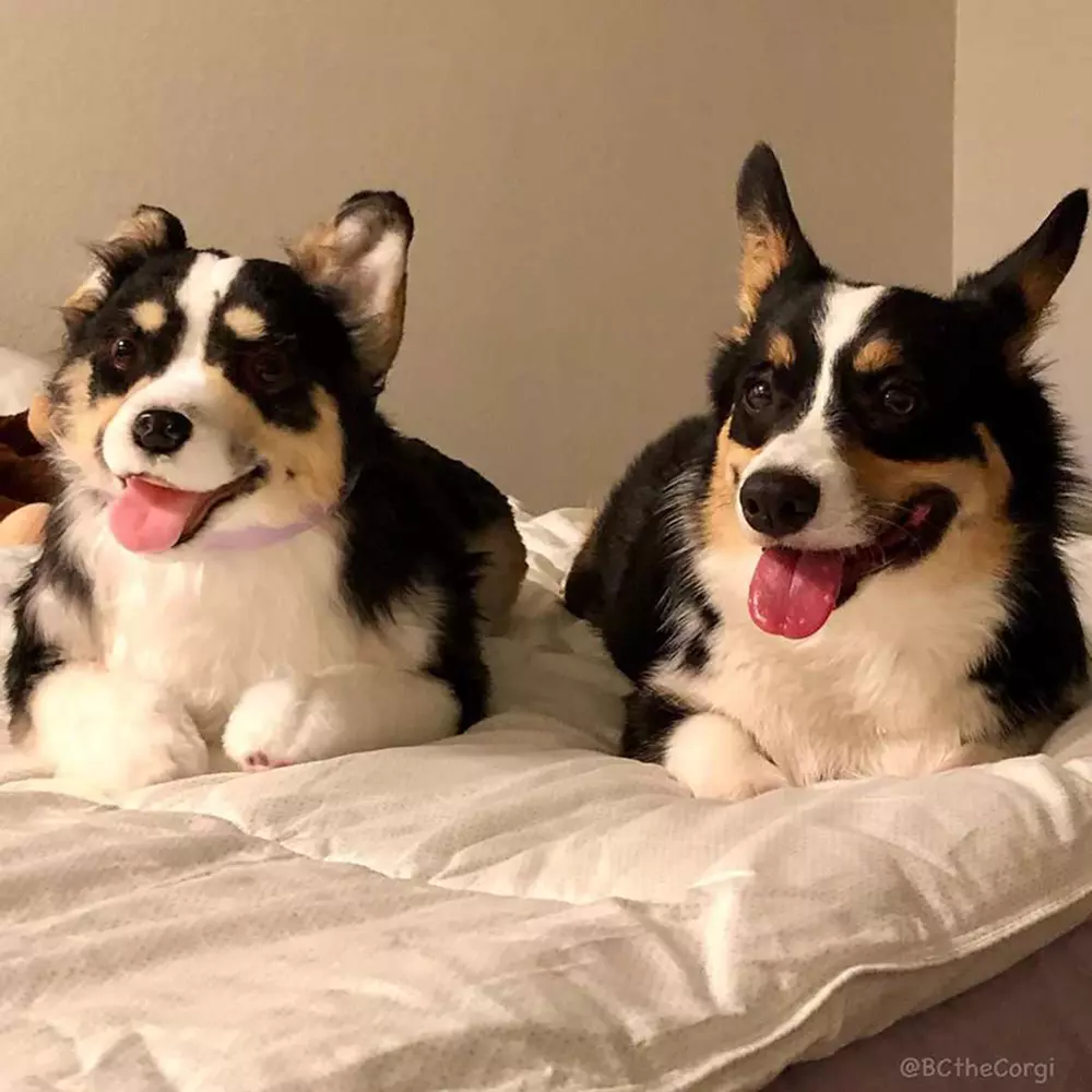 Pembroke Welsh Corgi dog sitting next to corgi plush toy on white bedding, both with tri-color black white and tan fur patterns and tongues out.
