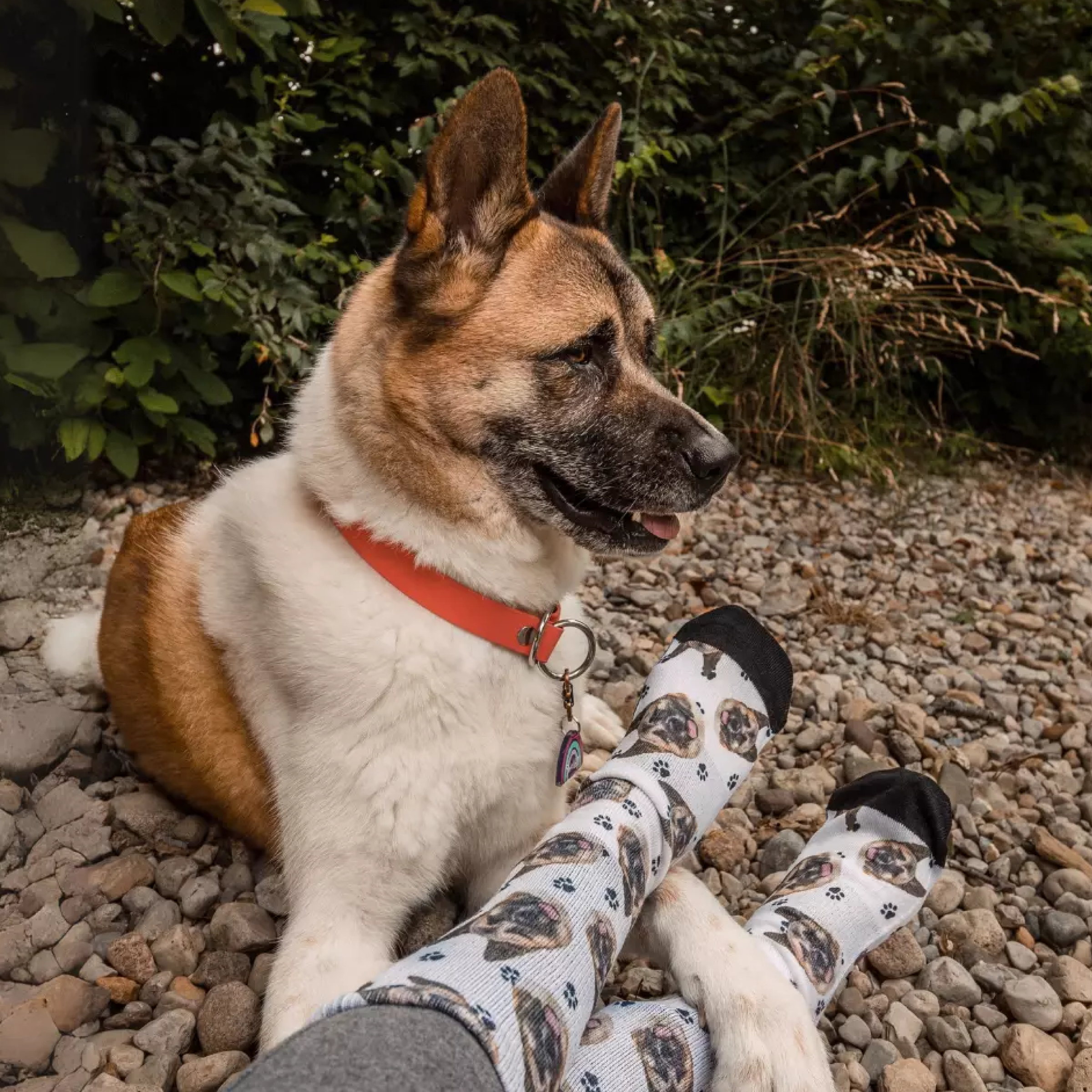 Dog with a red collar sitting beside person wearing dog-patterned socks on rocky ground.