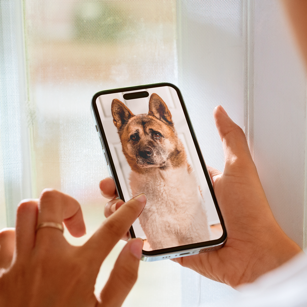 Person holding a smartphone displaying a dog's photo.