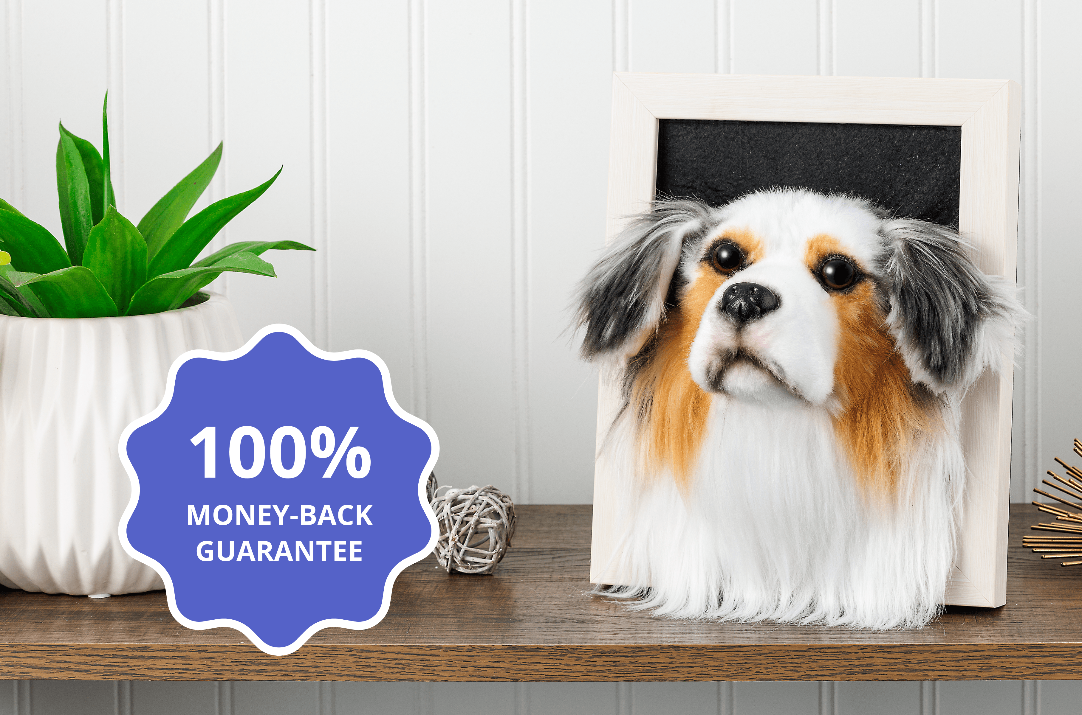 Australian Shepherd dog with tri-color merle coat sitting behind wooden shelf with 100% money-back guarantee badge and green plant decor.