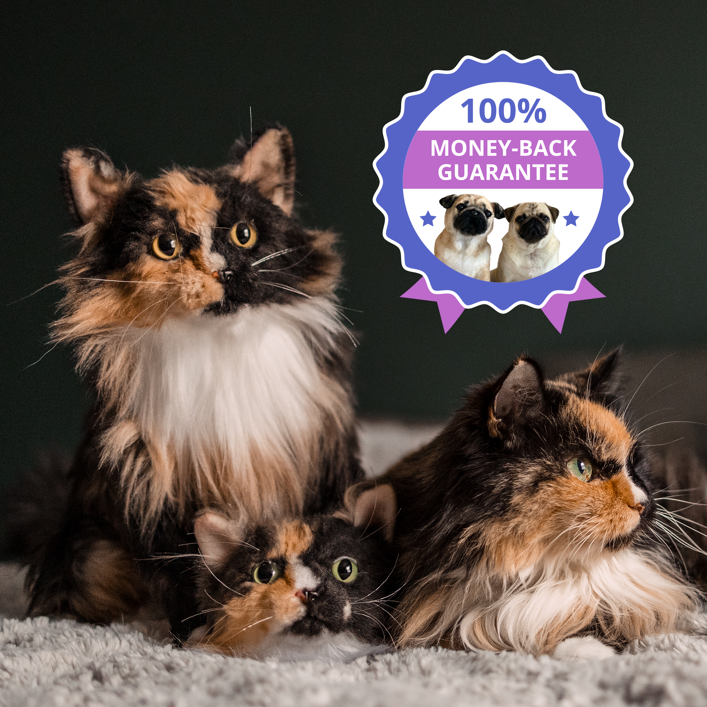 One real long-haired cat with tortoiseshell coloring rests with one plush replica and one plush magnet on a gray carpet, with a blue circular badge overlay reading '100% MONEY-BACK GUARANTEE.