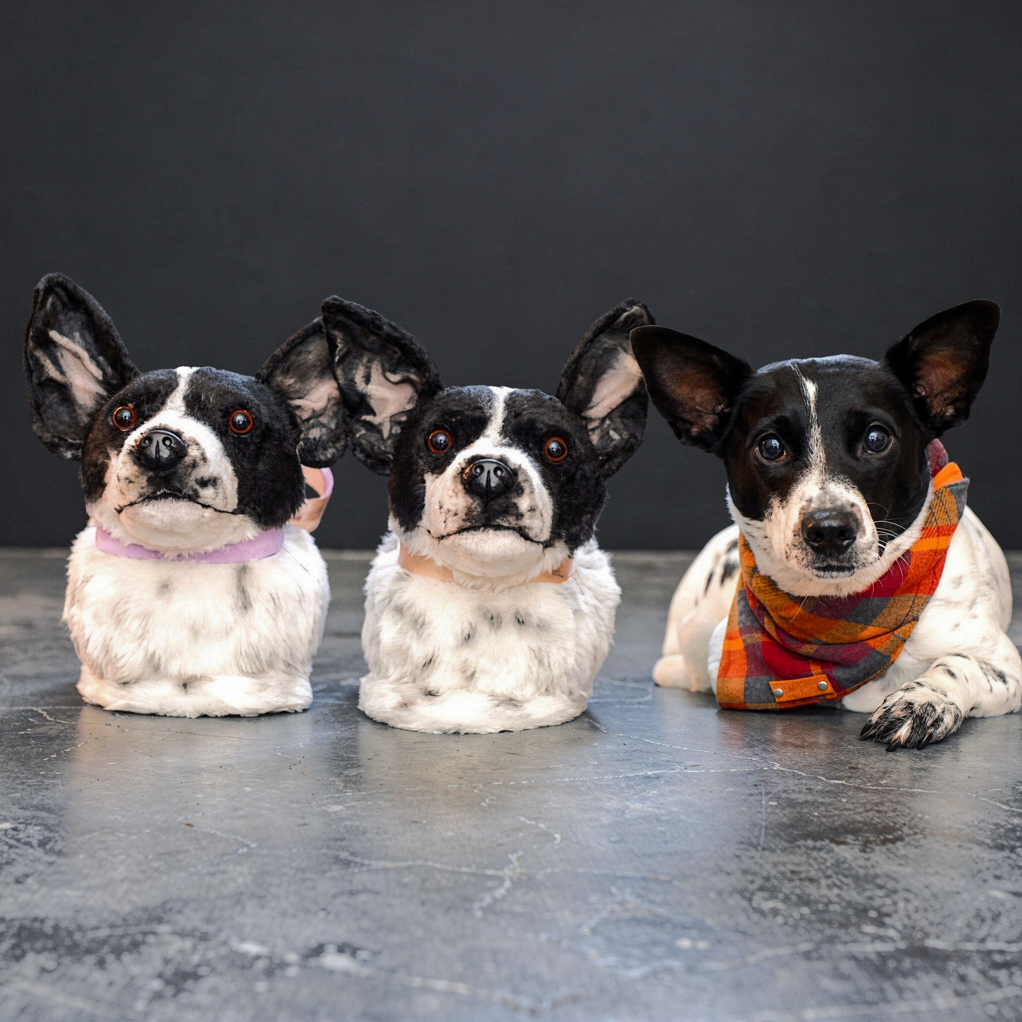 A black and white dog with large pointed ears and a colorful plaid bandana lies on a couch next to two plush slippers that closely resemble it, all three facing forward.