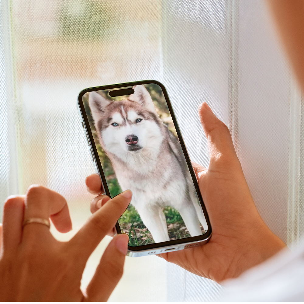 Person holding a smartphone displaying a husky dog image.
