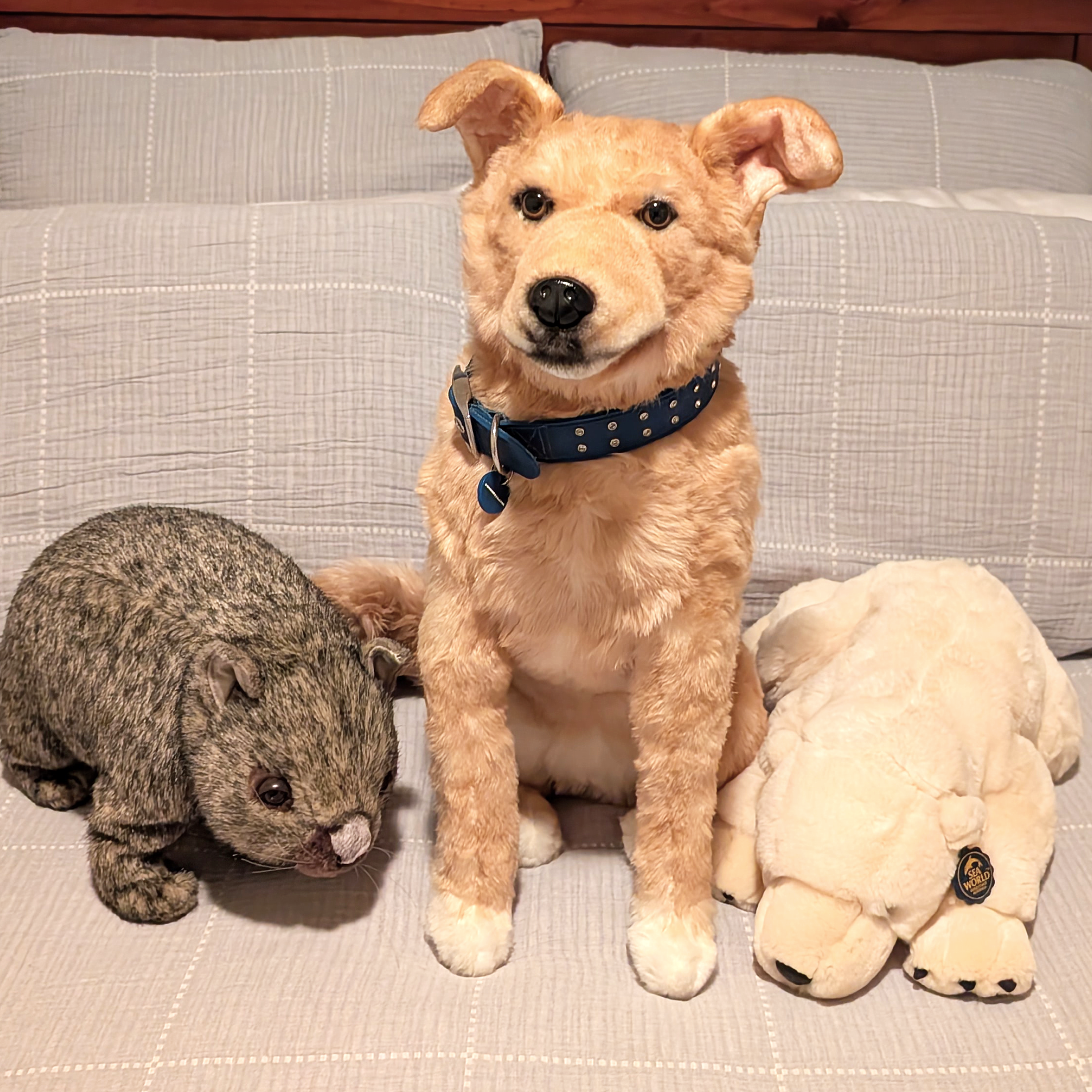 A realistic plush golden dog wearing a blue collar sitting on a bed between two other stuffed animals.