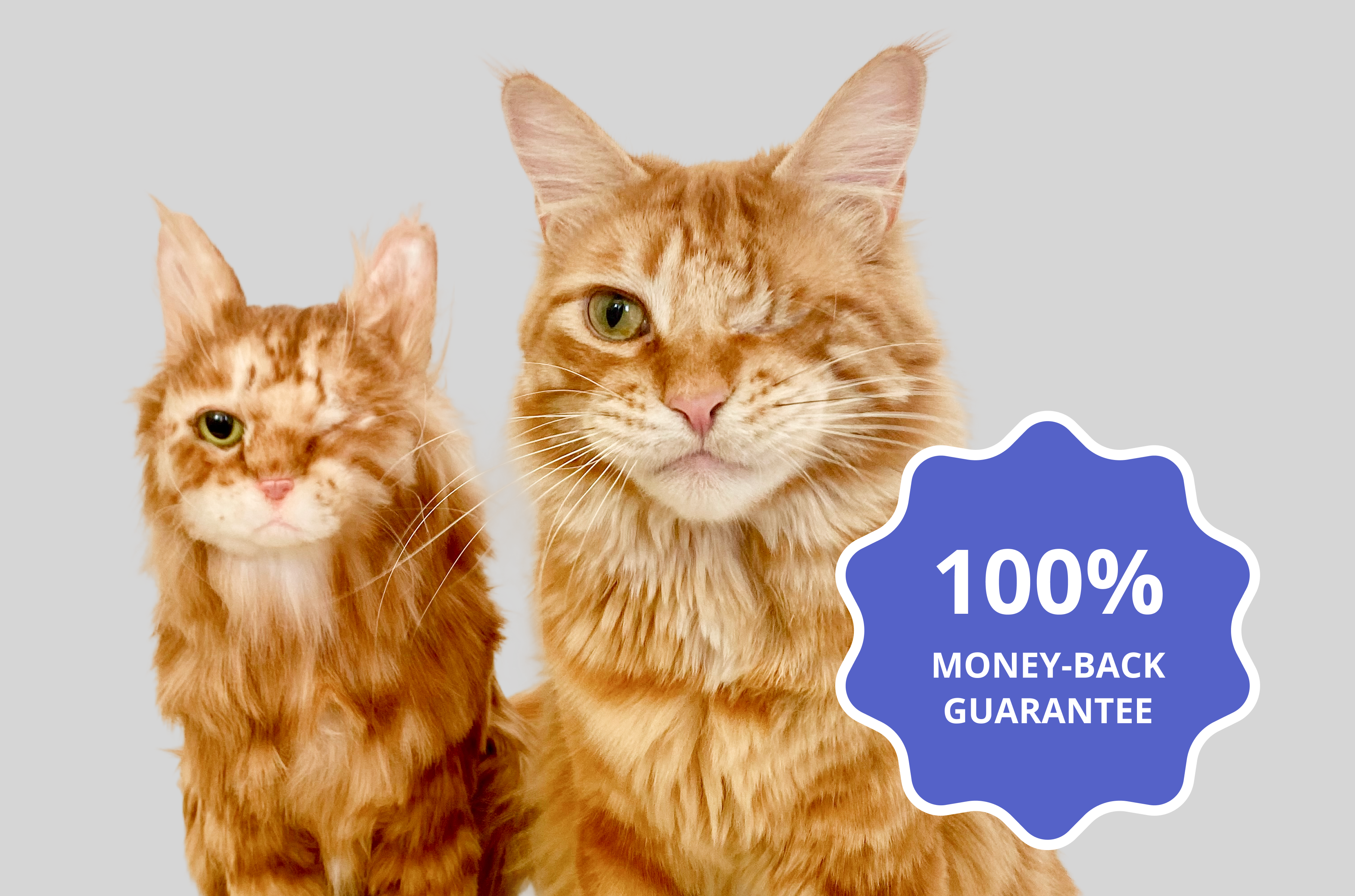 Two one-eyed cats with a '100% Money-Back Guarantee' badge.