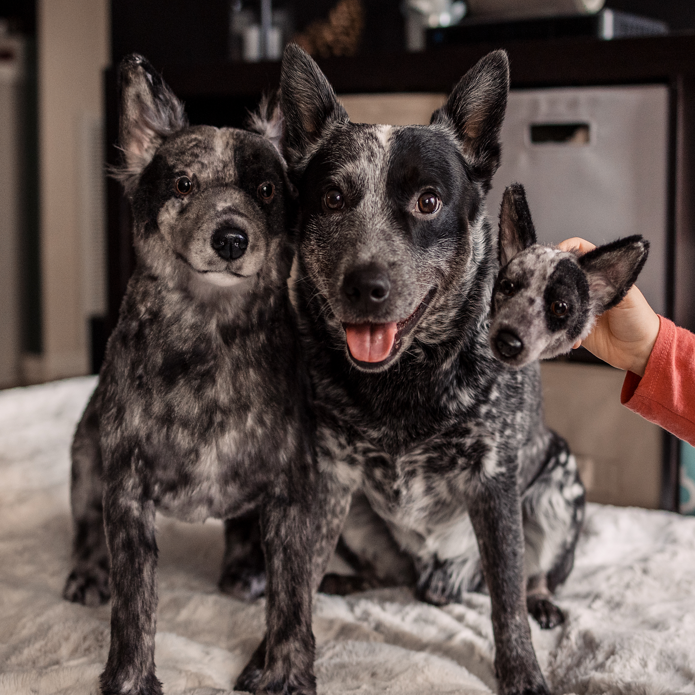 One real small speckled dog with pointed ears sits with two plush replicas (including a plush magnet) on a white surface while a person's hand reaches in to pet the real dog.