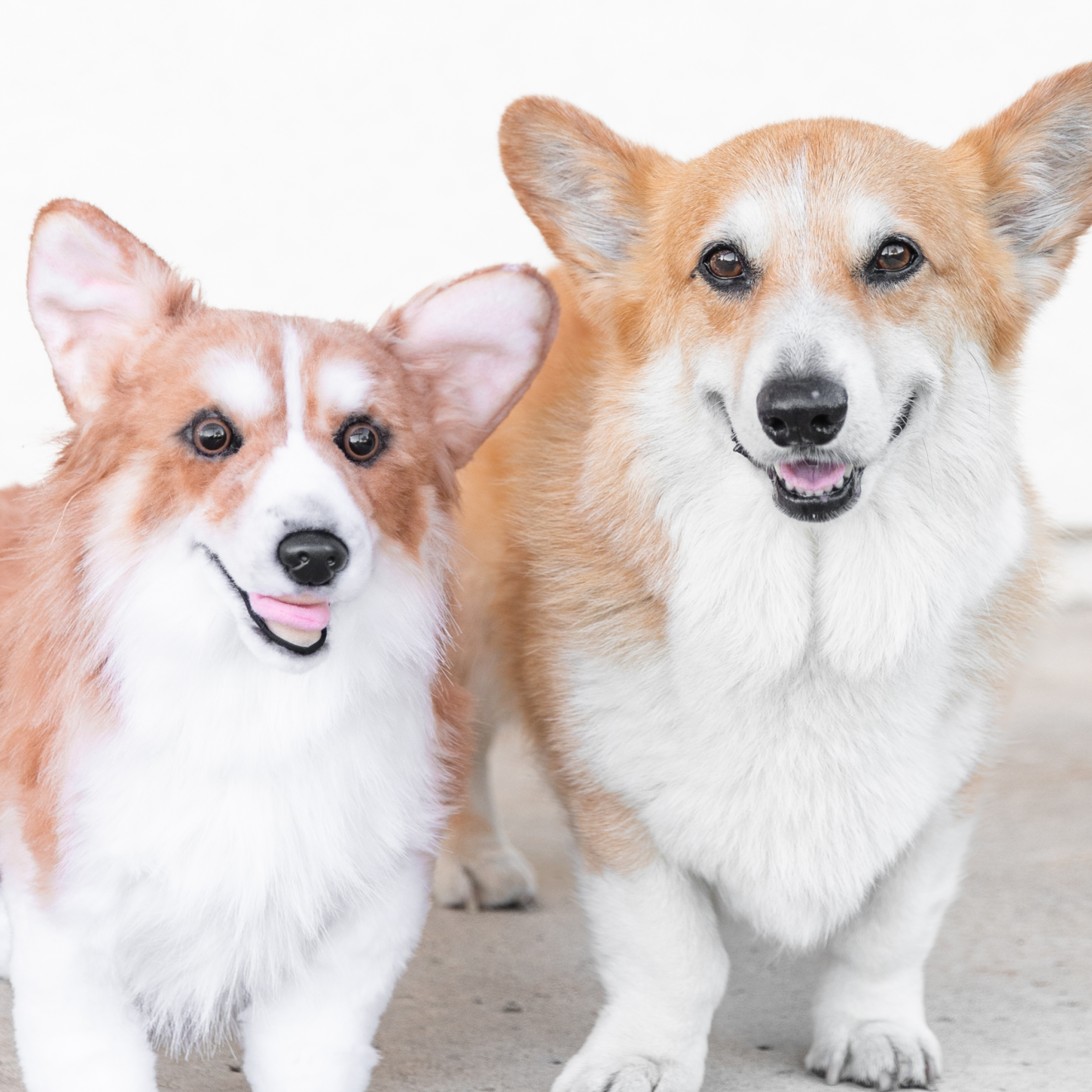 A real Pembroke Welsh Corgi sits next to its plush toy clone on a light-colored floor against a white wall.