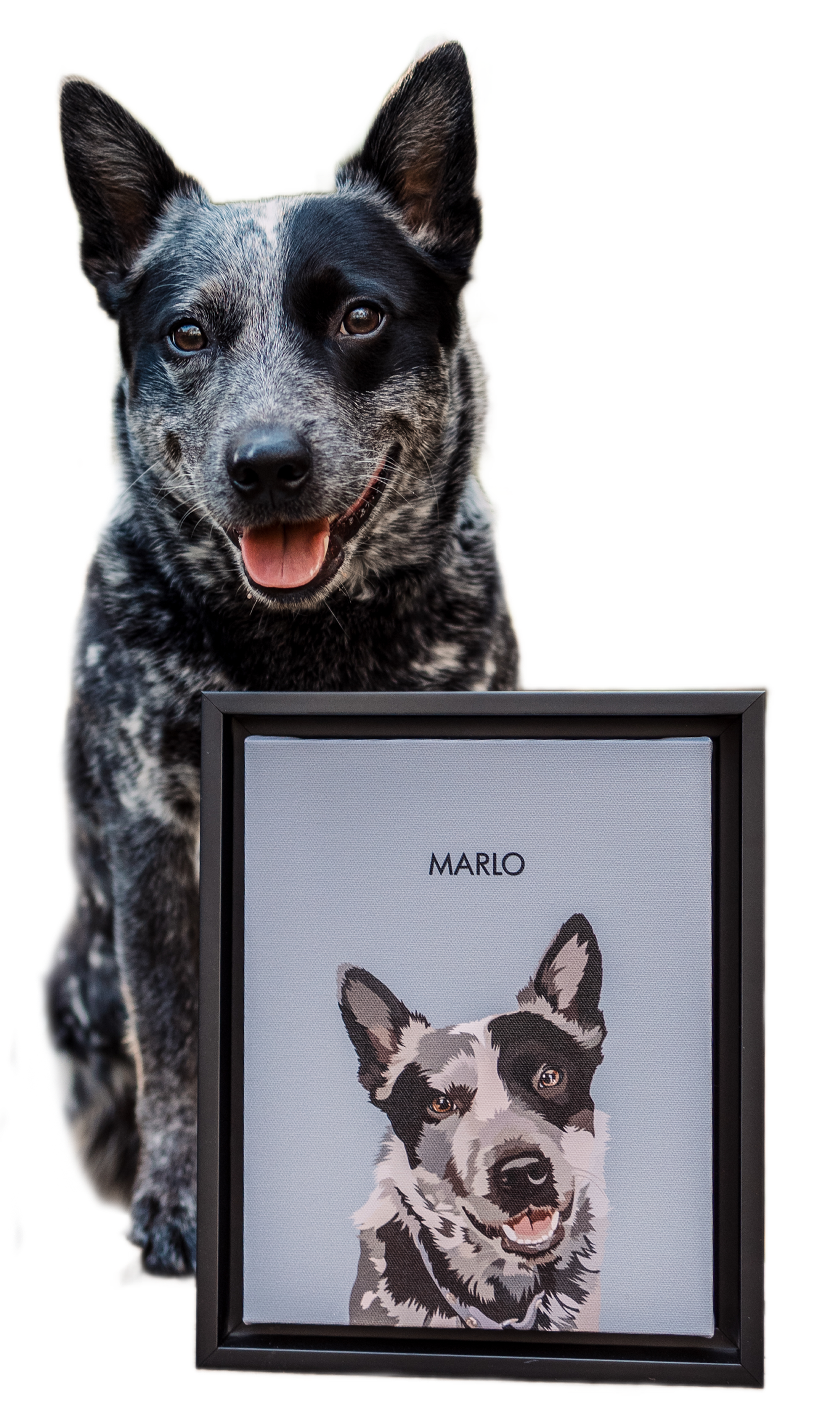 
A black and white Australian Cattle Dog sits behind a framed illustration of its face, which has the name 'MARLO' printed above the portrait, set against a light gray background.