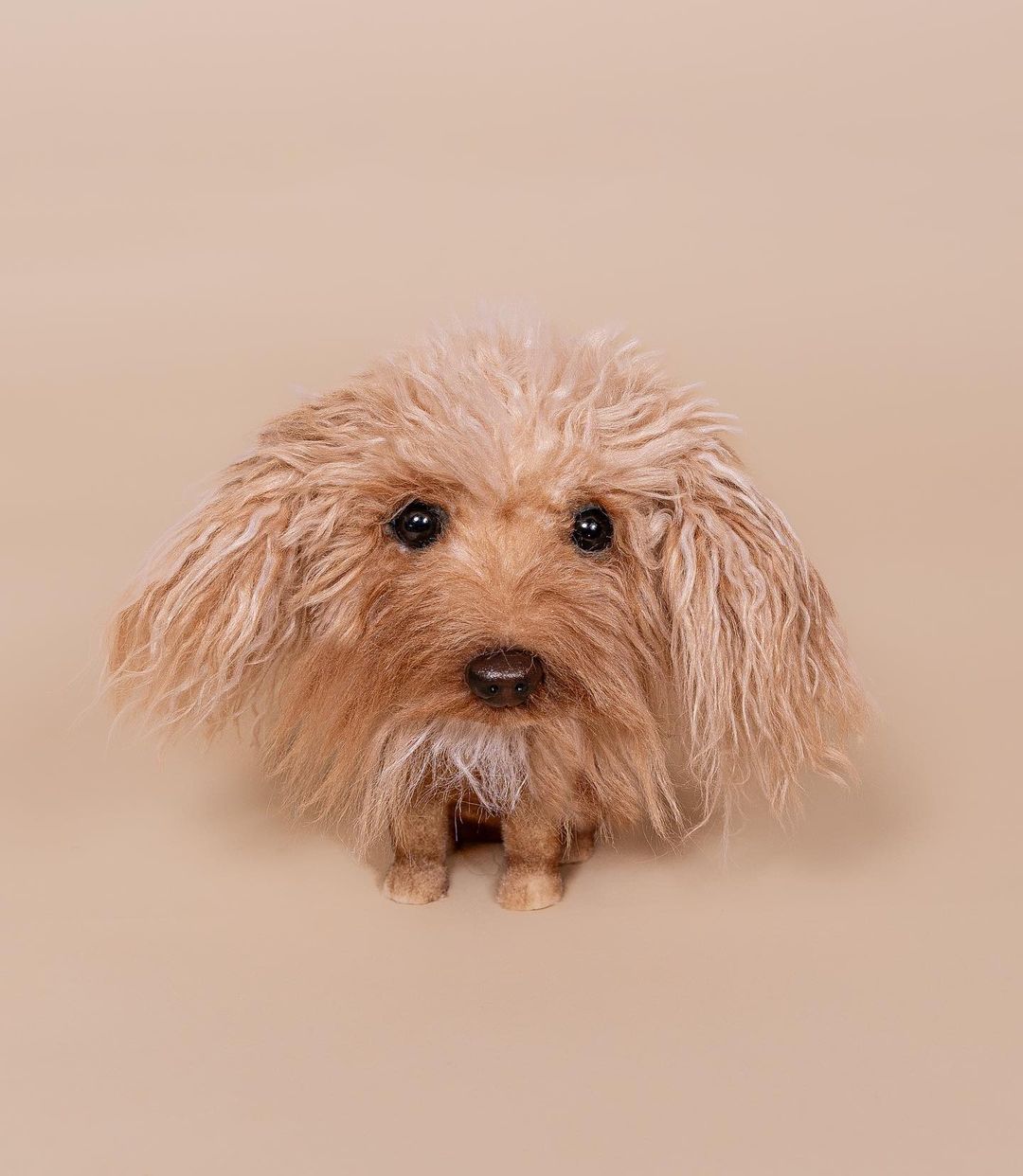 Small, fluffy dog with long ears on a beige background.