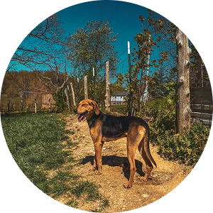 Gilbert, a Treeing Walker Coonhound who is initially shy with strangers but loyal once he trusts you.