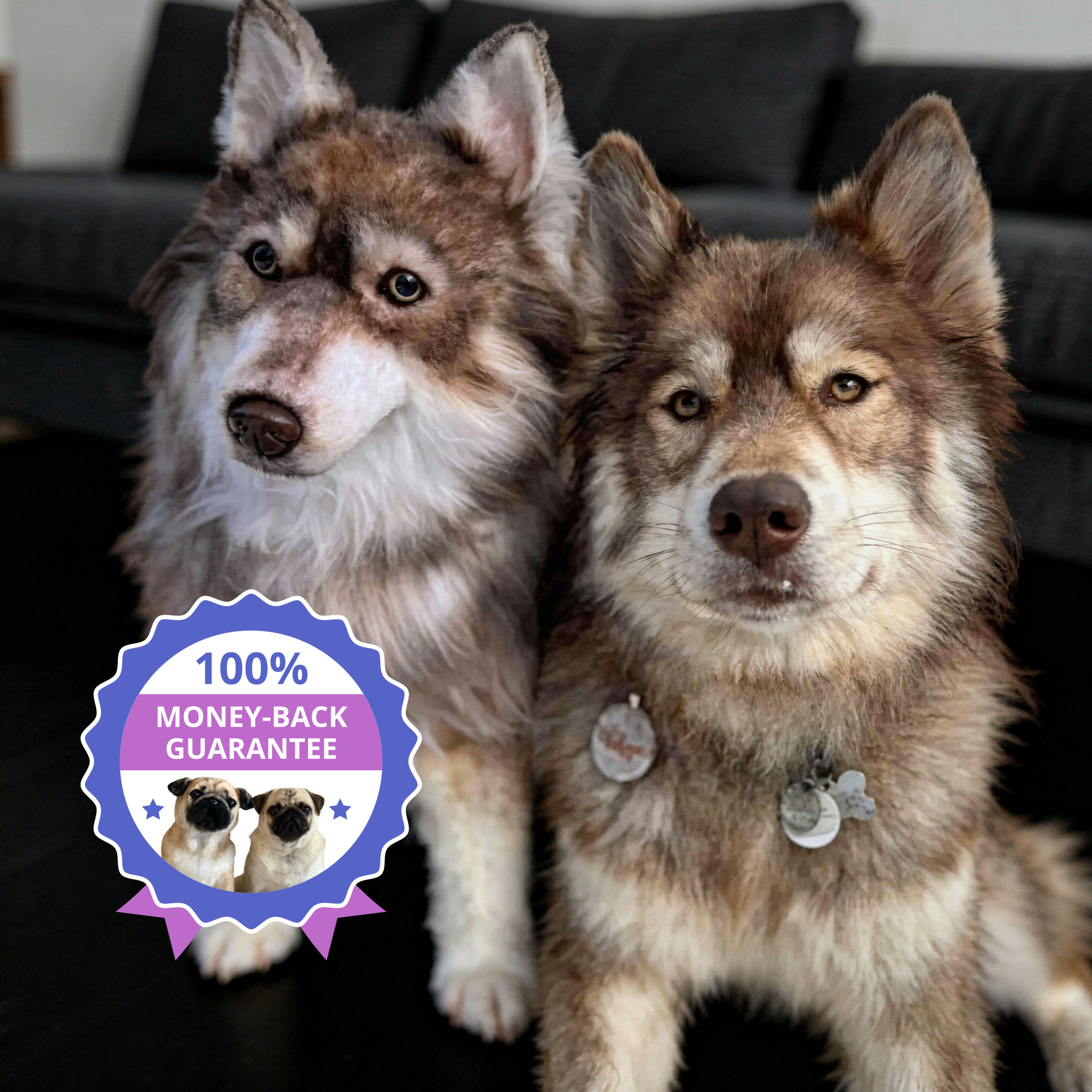 Two husky dogs, one is the real one and the other a plush replica.