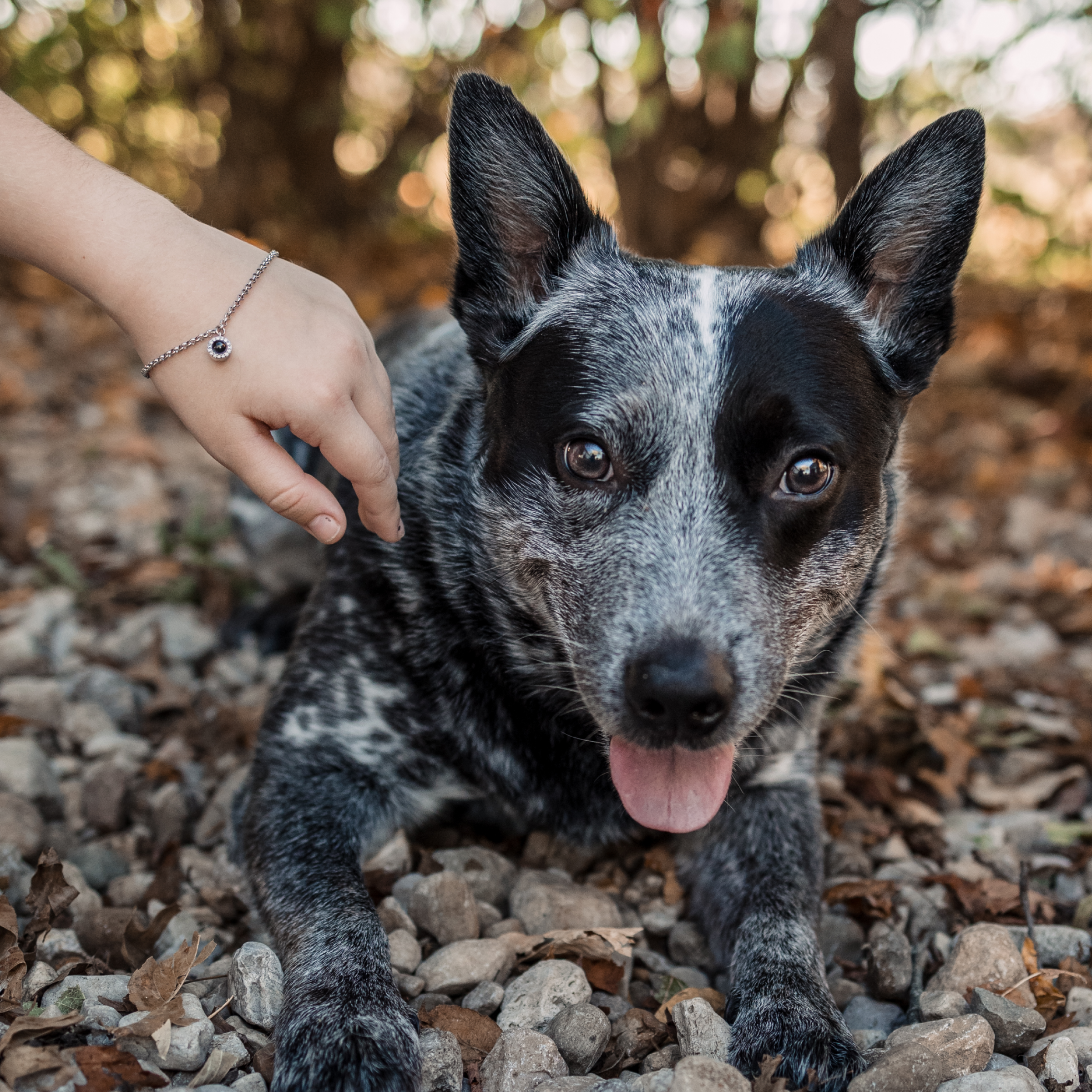 A child's hand is visible resting on the dog's head. The hand is wearing a silver chain bracelet that features a small, round dark-colored charm surrounded by tiny clear stones.