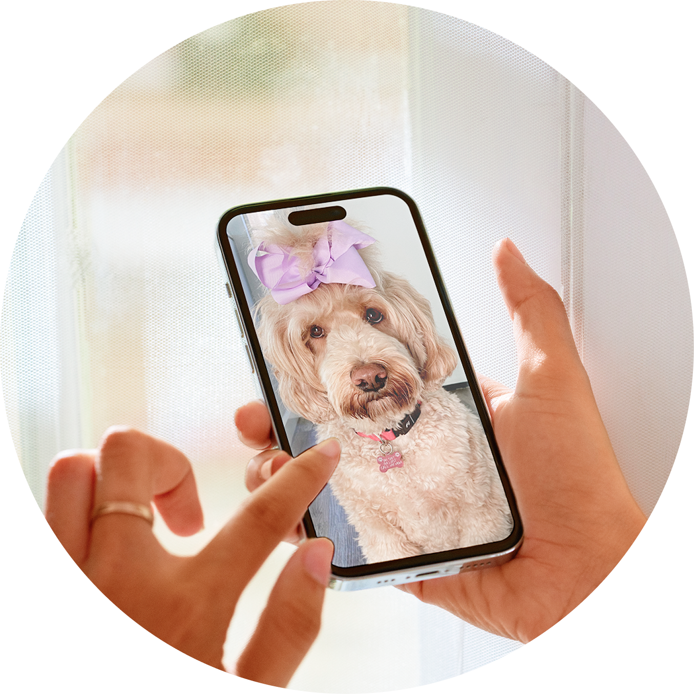 Person holding a phone displaying a dog with a purple bow.