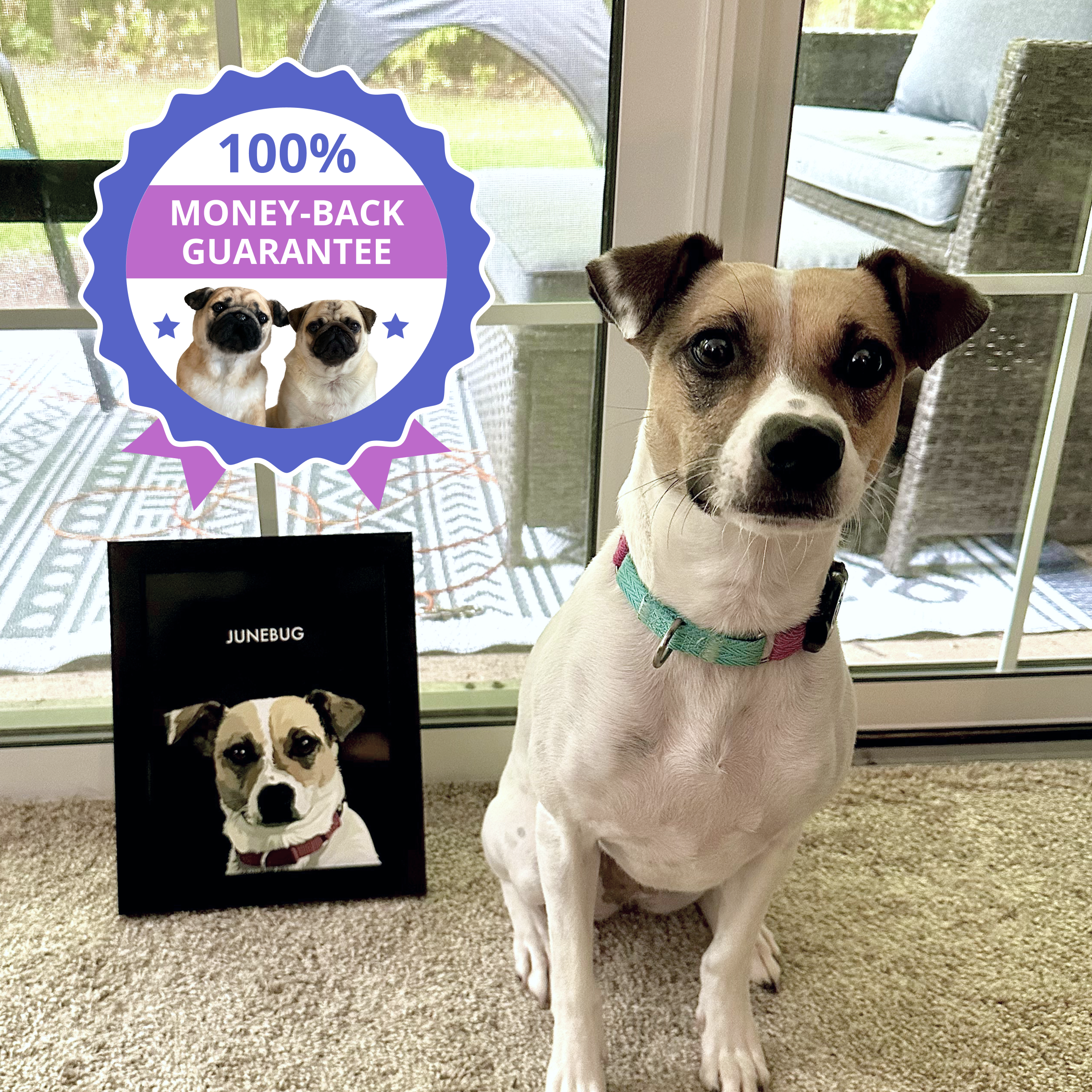 A Jack Russell Terrier-type dog wearing a blue collar sits on a carpet next to a black framed portrait of its face with the name 'JUNEBUG.' A blue graphic with the text '100% MONEY-BACK GUARANTEE' is overlaid on the upper left.