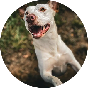 Susan, a playful and brave dog rescued from an overcrowded shelter with her buddy Dallas.