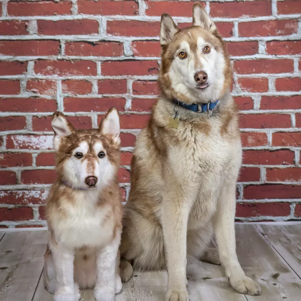 Two brown and white dogs sitting in front of a brick wall.