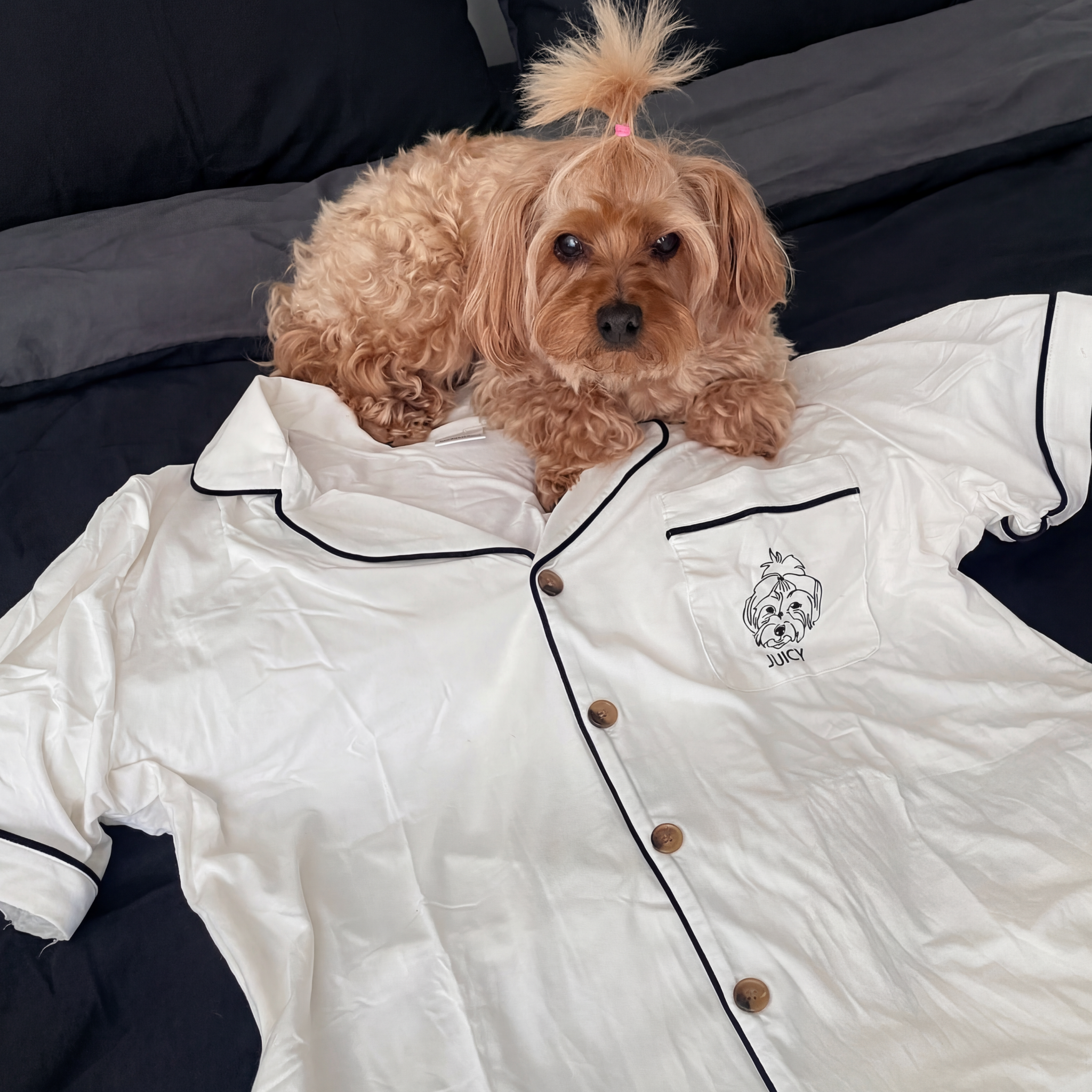 Dog with topknot, white short-sleeve PJ top, custom 'JUICY' face embroidery.