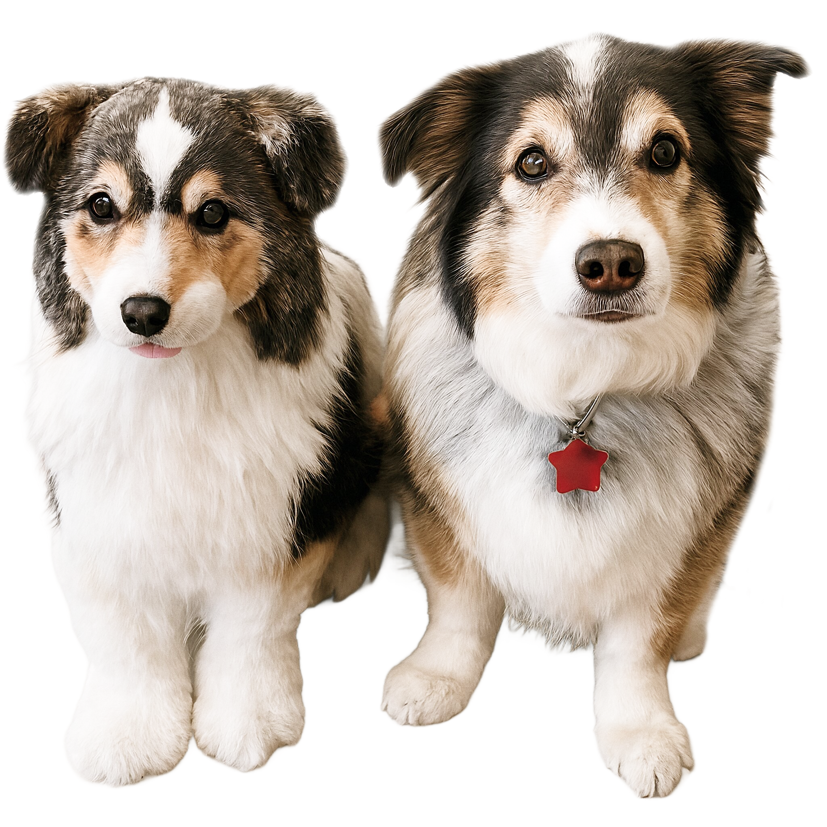 A real dog and its custom plush clone side by side against a white background. The real dog on the right is a medium-sized mixed breed with brown, black, and white fur, dark eyes, and wears a red star-shaped collar tag. 