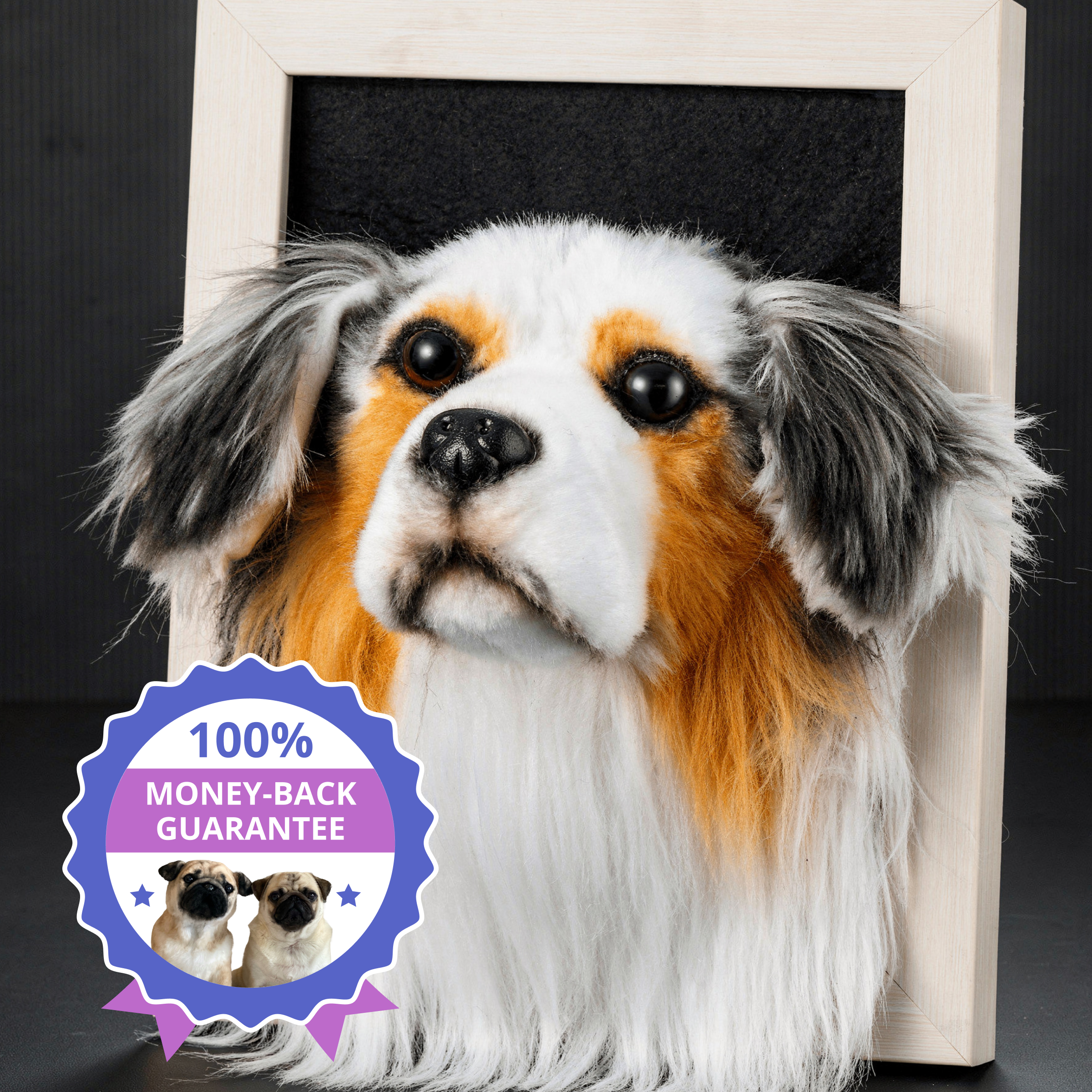 Plush Australian Shepherd bust in white frame. 100% Money-Back Guarantee.