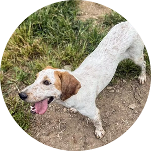 Anne, a young playful and friendly dog who loves kids and other dogs, learning her basic commands.