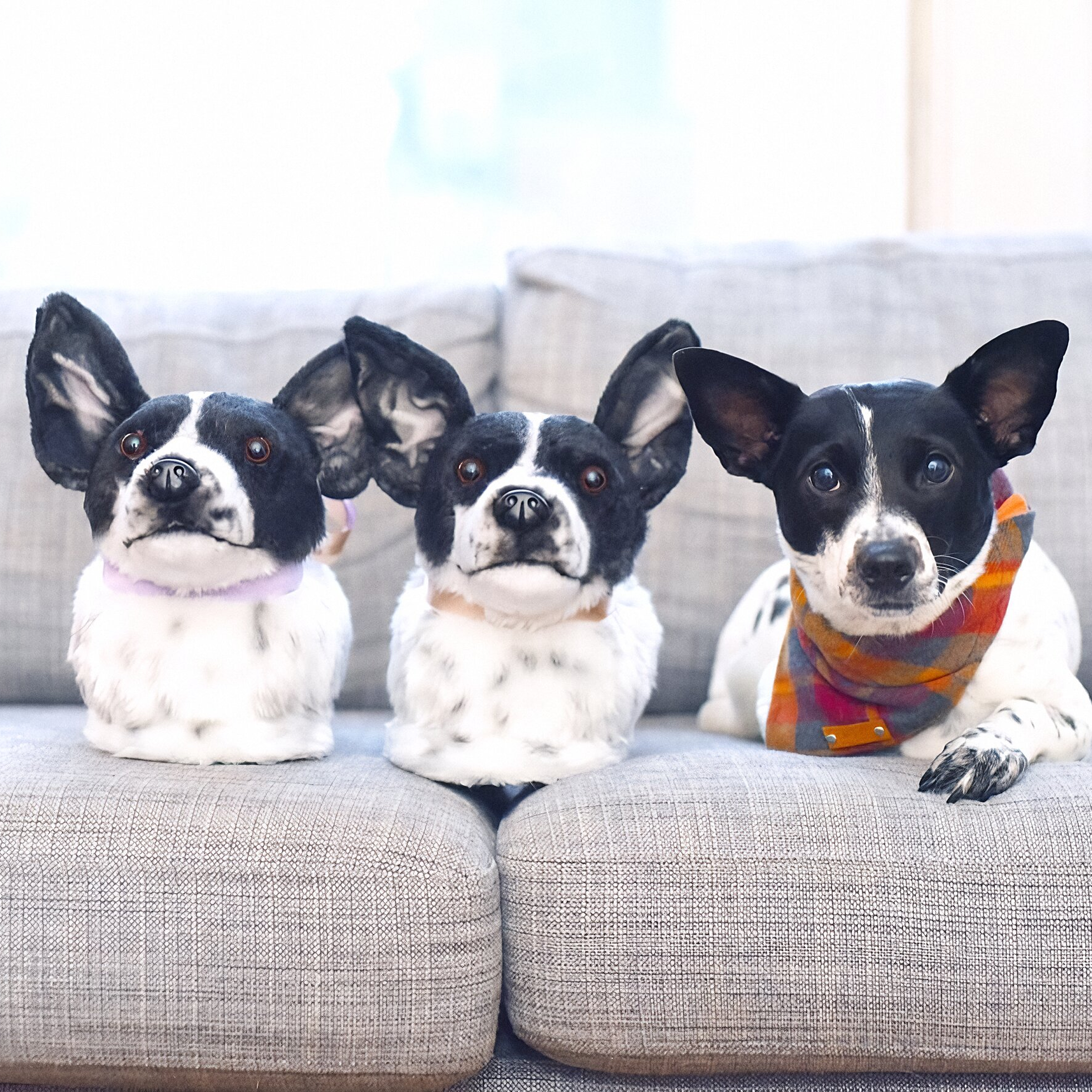 A black and white dog with large pointed ears and a colorful plaid bandana lies on a couch next to two plush slippers that closely resemble it, all three facing forward.