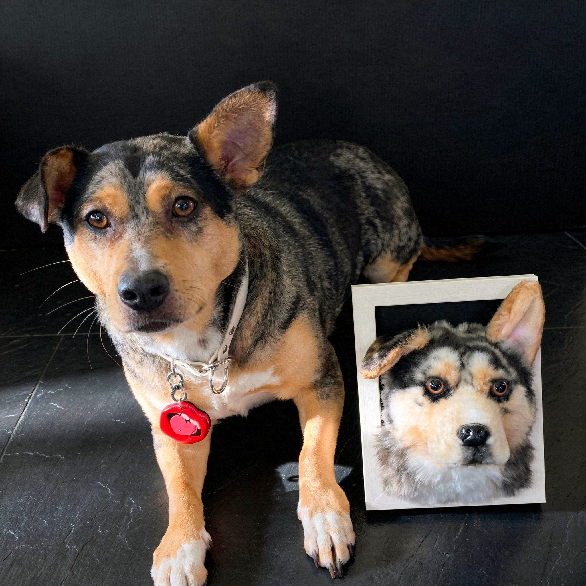 Tri-color shepherd mix dog with red heart tag posing beside a framed custom pet plush portrait.