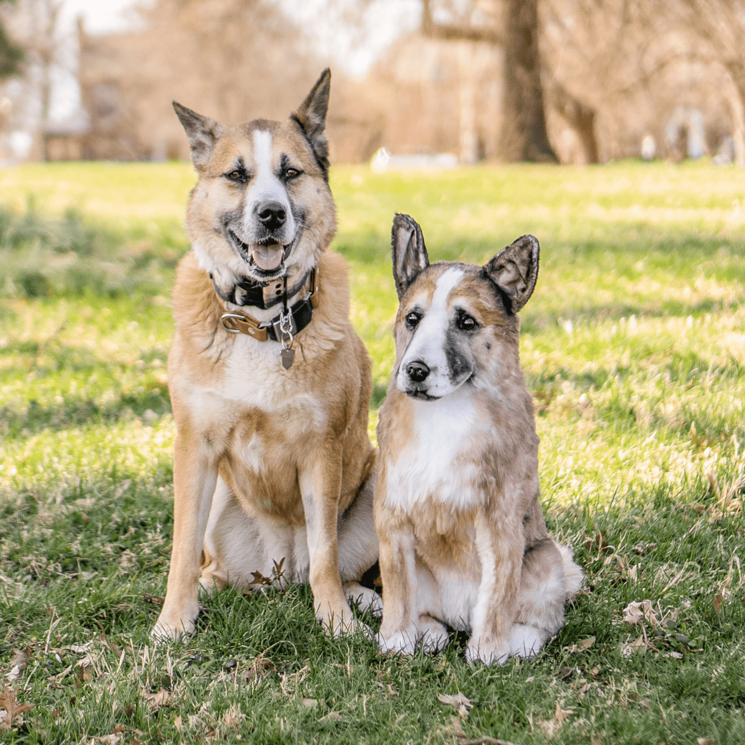 Brown and white dog sitting on the grass beside a realistic plush replica of itself, both looking at the camera in a sunny park.